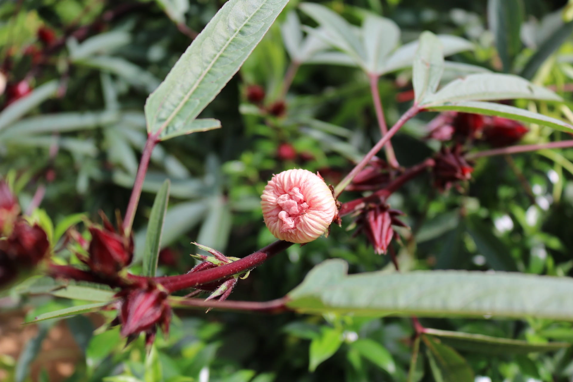 day, pink color, plant part, close-up, growth, petal, leaf, vulnerability, focus on foreground, outdoors, fragility, Vinegar, no people, nature, pollen, HD Wallpaper