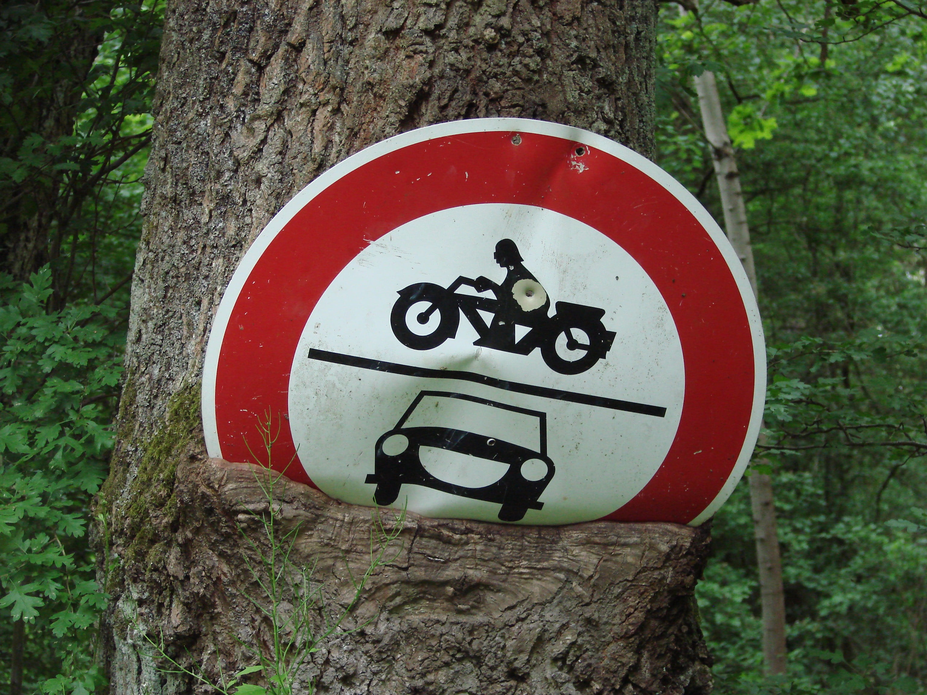 characters, bid, information, plant, overgrown, tree trunk, land, ban, red, lock, tree, no people, traffic, information sign, geometric shape, forest, communication, HD Wallpaper