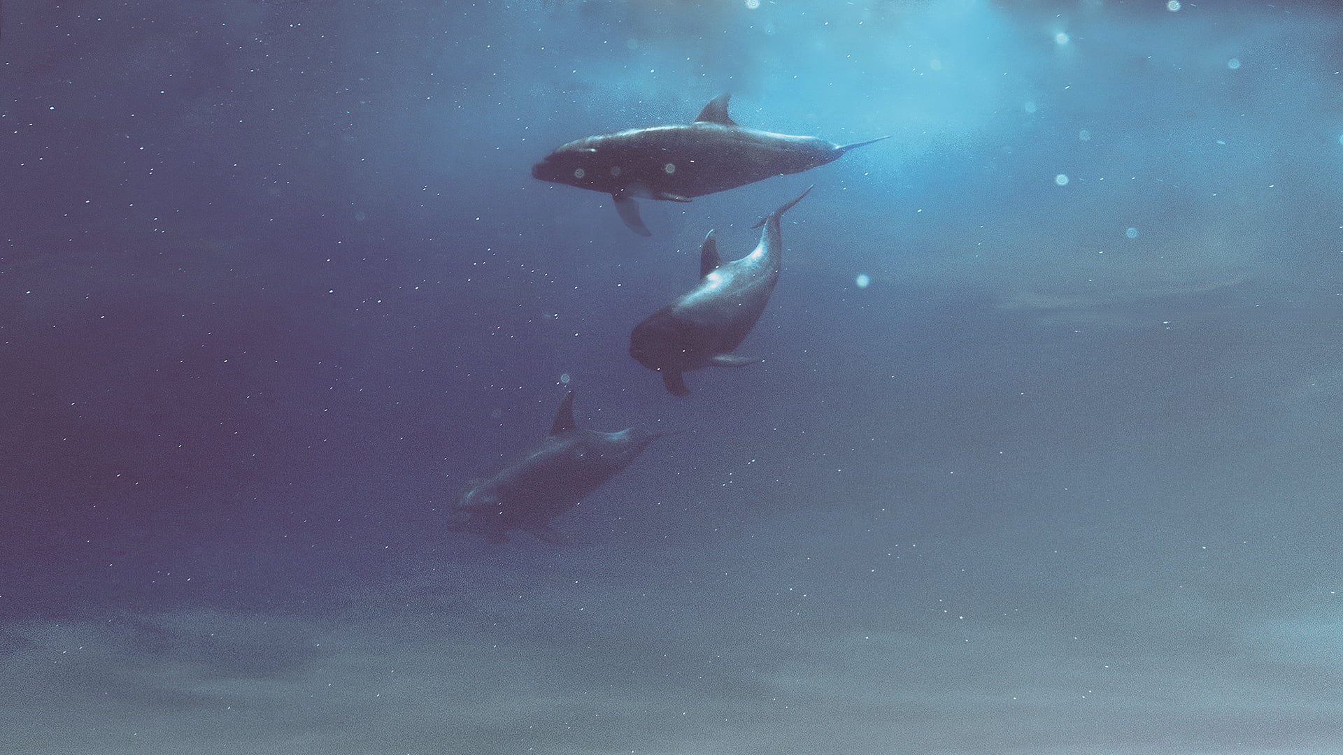 white, animals in the wild, one animal, animal themes, fish, Hani Jamal, black, nature, underwater, beauty in nature, one person, adventure, marine, sea life, HD Wallpaper