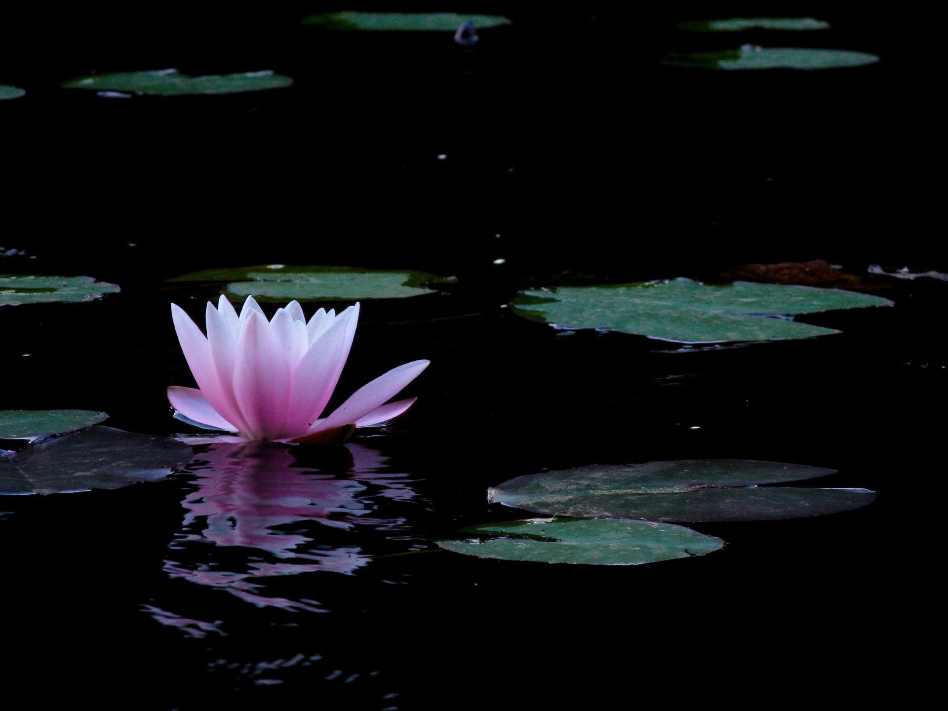fragility, leaf, green, lake, flower head, no people, water lily, 1080P, reflection, freshness, floating on water, nature, lotus water lily, purple, black, HD Wallpaper