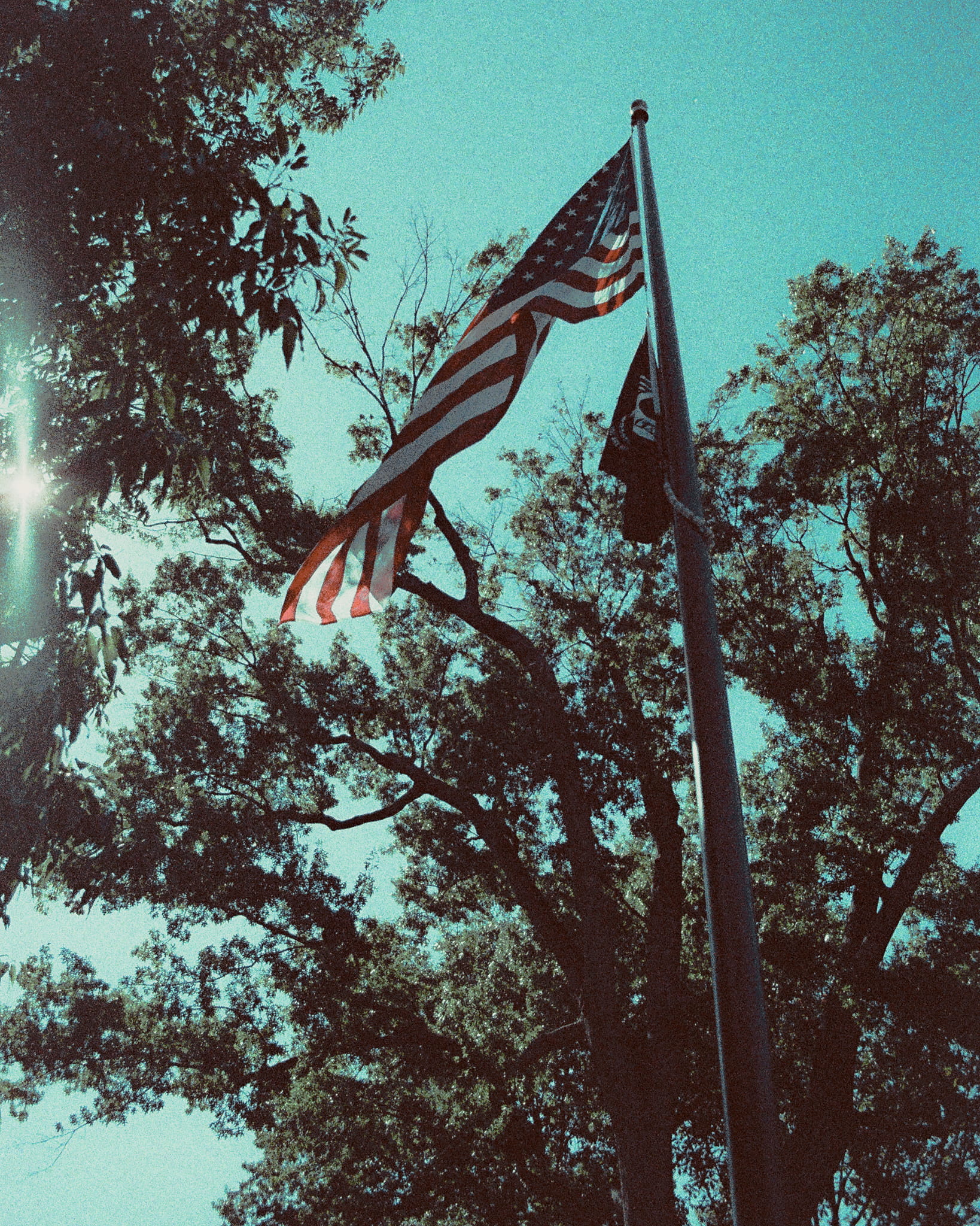 no people, nature, america, plant, sky, tree, patriotism, flag, animal themes, 1080P, lomo, dc, wind, flying, animal, day, usa, skies, low angle view, Phone HD Wallpaper