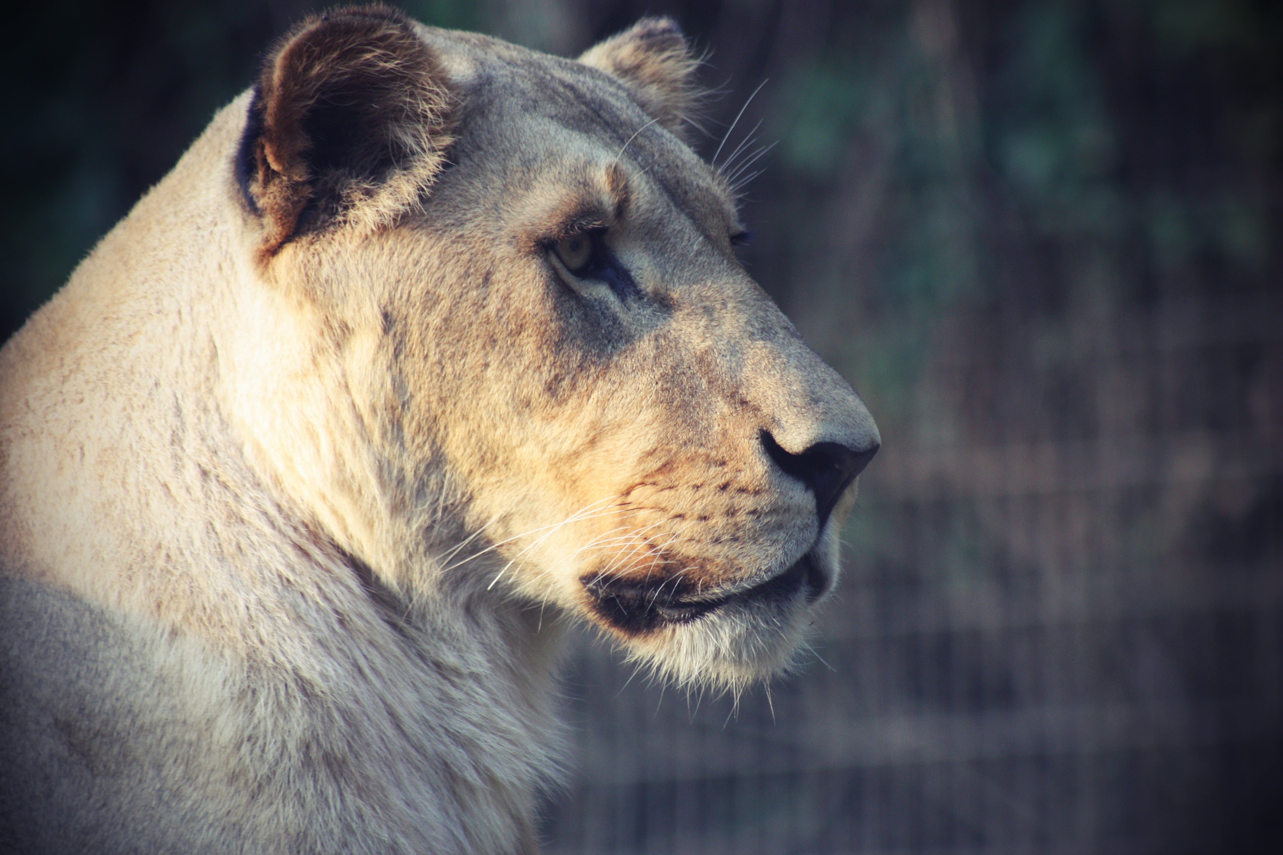 domestic animals, vertebrate, animal, female, big cat, mammal, lion - feline, closeup, photography, close-up, carnivora, animals in the wild, lomo, animals, HD Wallpaper