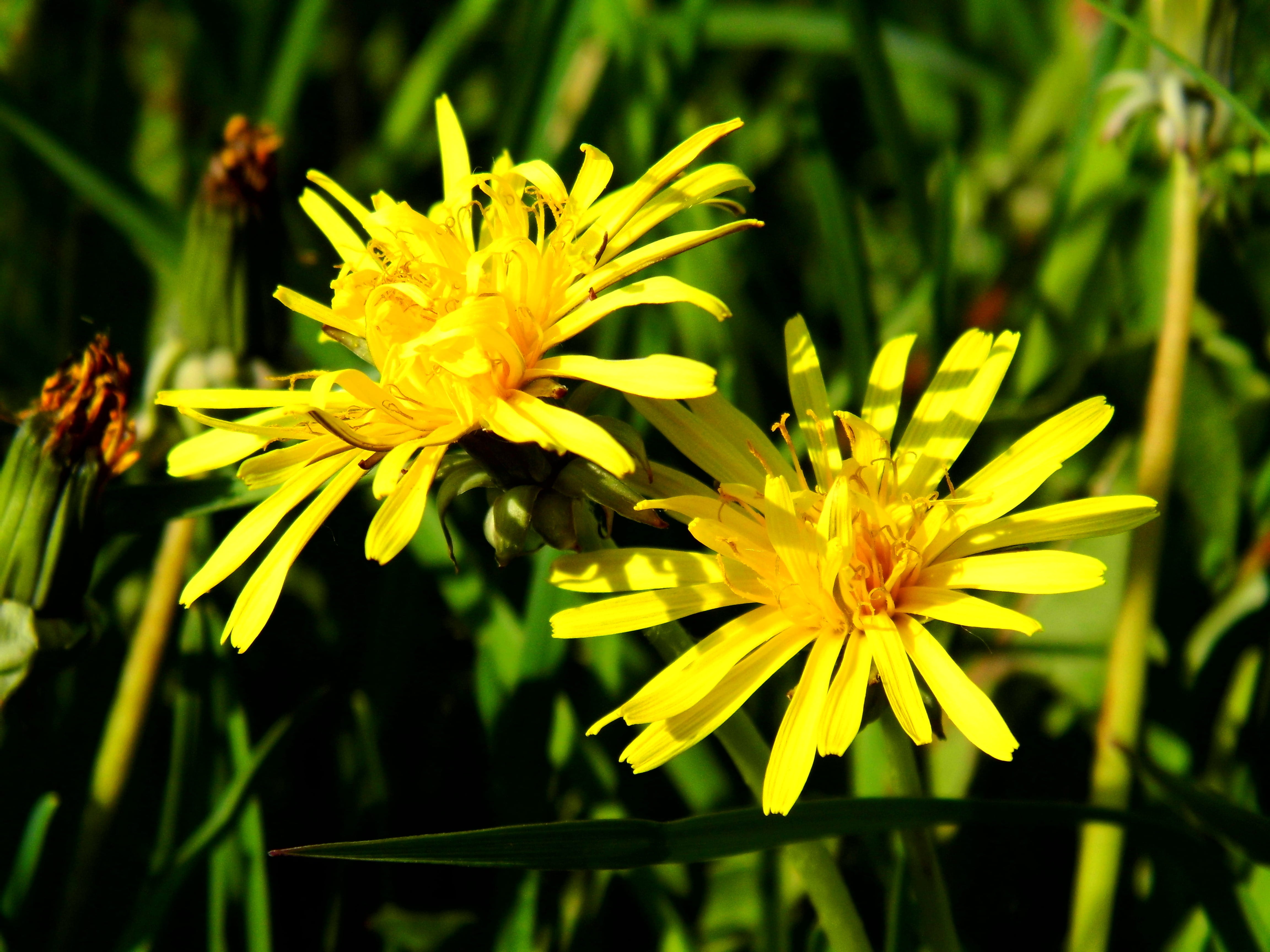fragility, Lomo, flowering plant, pollen, nature, dandelion field, inflorescence, selective focus, summer, Flower, Field, yellow, vulnerability, beauty in nature, HD Wallpaper