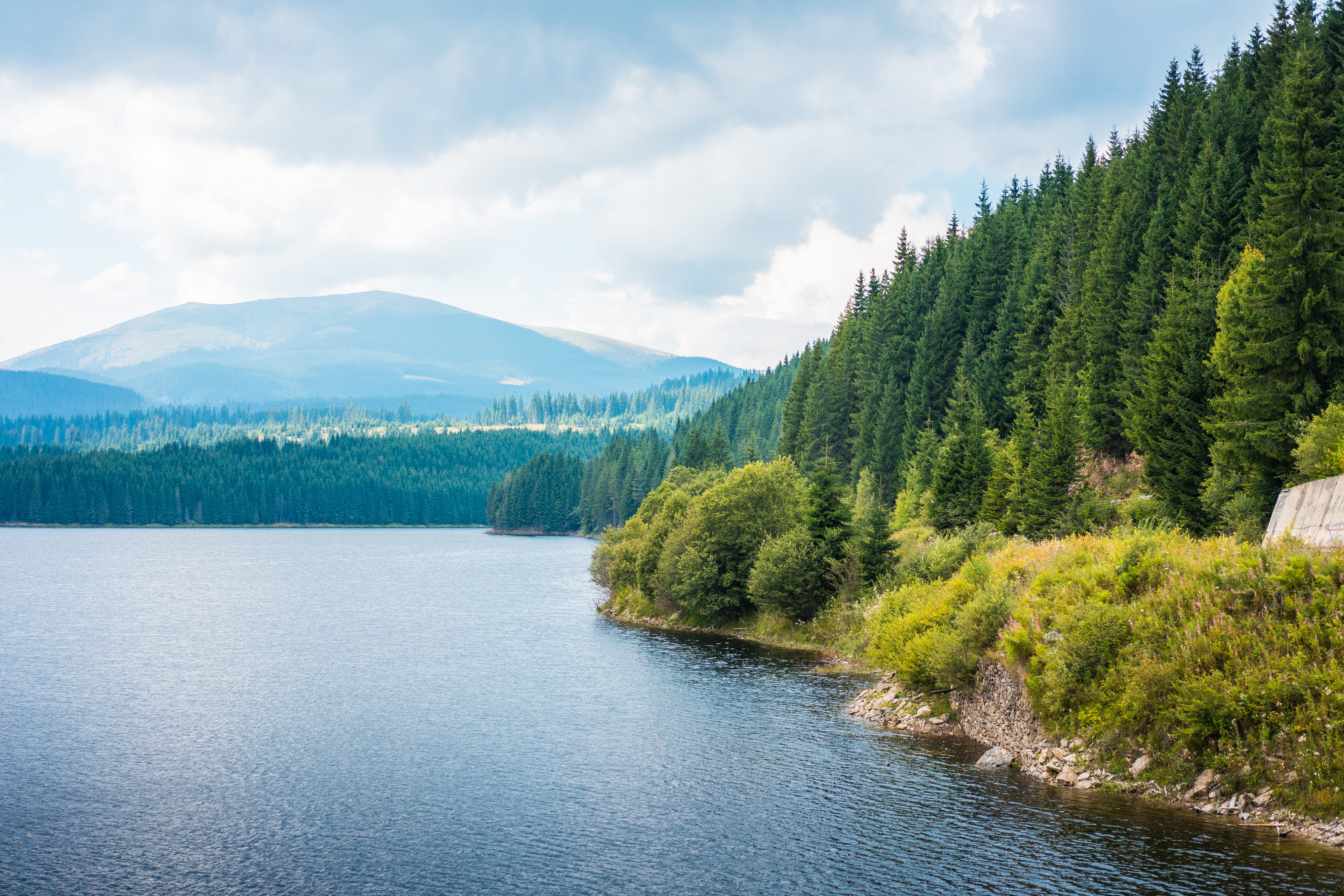 growth, Romania, pine tree, woodland, summer, coniferous tree, coast, lake, pine woodland, forest, scenics - nature, shore, beauty In Nature, mountain, HD Wallpaper