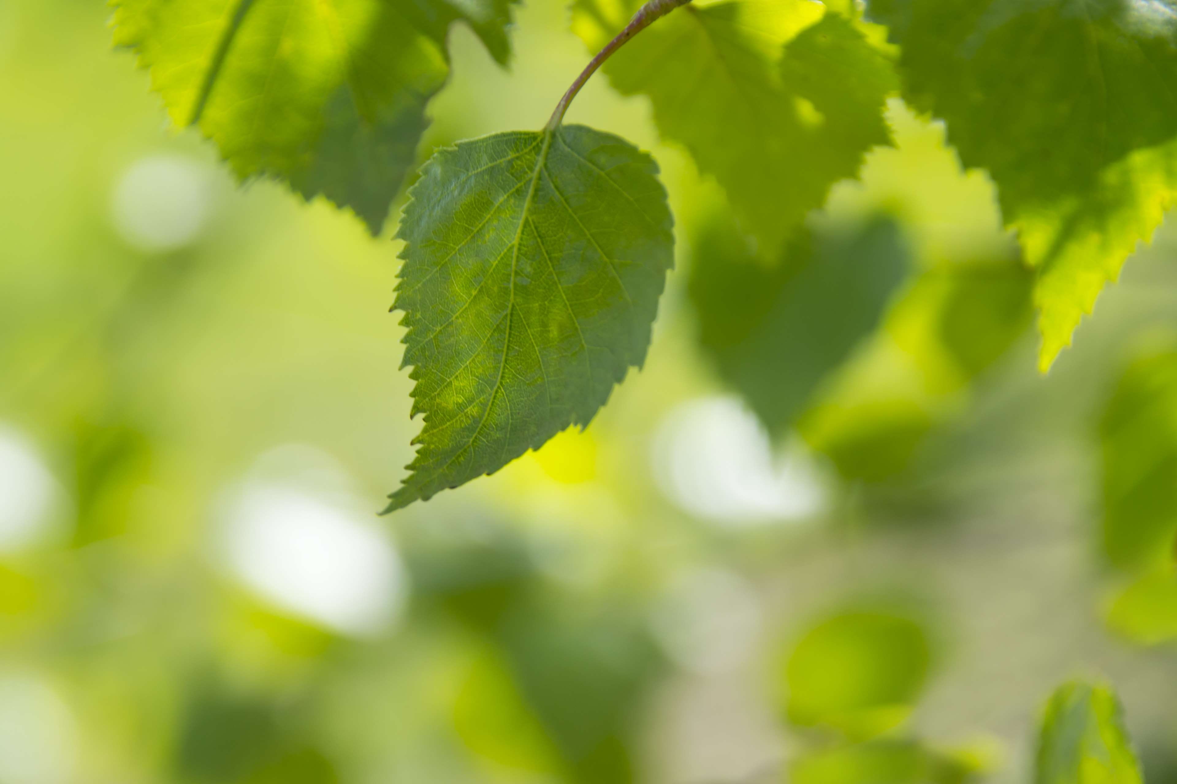 depth of field, no people, beautiful, focus on foreground, leaf, plant, natural, plant part, close-up, spring, outdoors, lush, bokeh, freshness, plants, HD Wallpaper