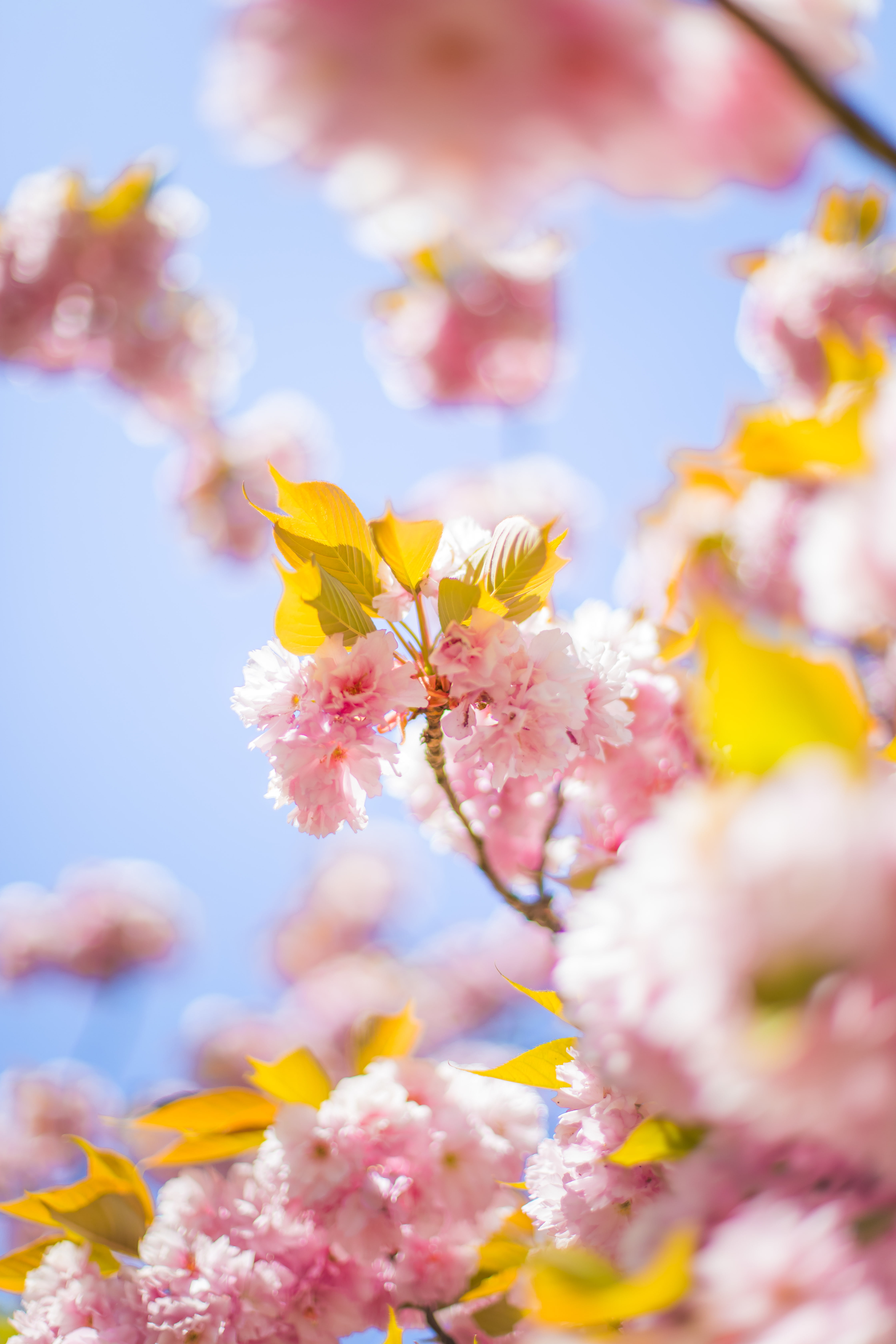 garden, botany, springtime, bloom, selective focus, growth, outdoors, plant, flowering plant, depth of field, japan, flower, blur, inflorescence, bright, Phone HD Wallpaper