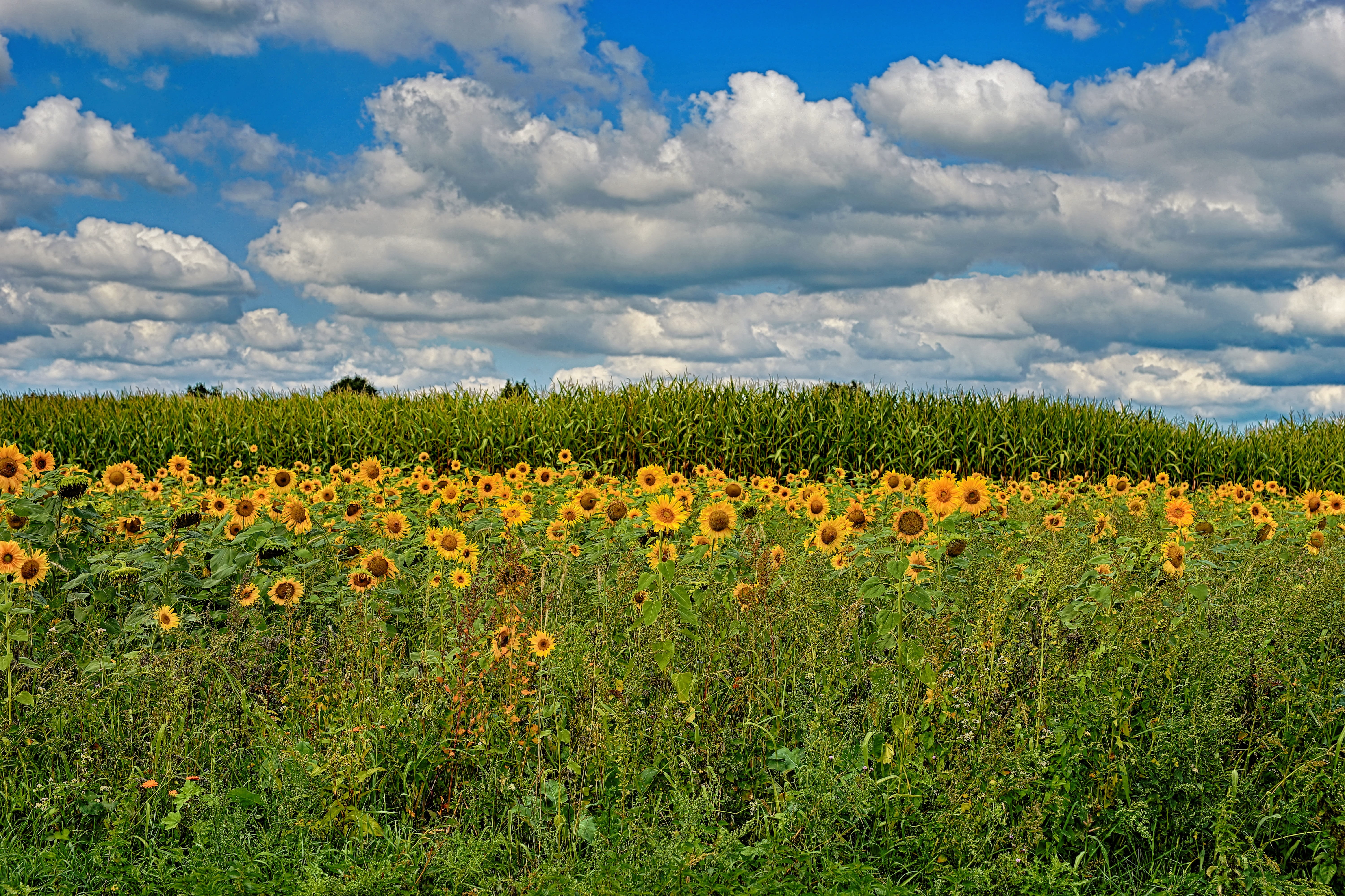 landscape, land, yellow, springtime, flower head, growth, flowering plant, agriculture, flowerbed, bright, flower, field, rural scene, scenics - nature, HD Wallpaper