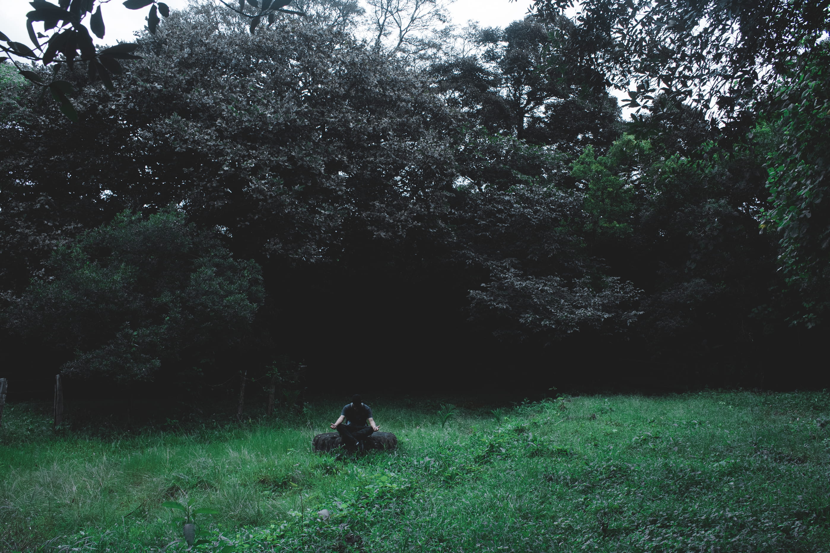 grass, male, sitting, tranquility, person, one person, leaf, dark, shirt, leisure activity, wearing, man, growth, explore, field, green color, land, log, HD Wallpaper