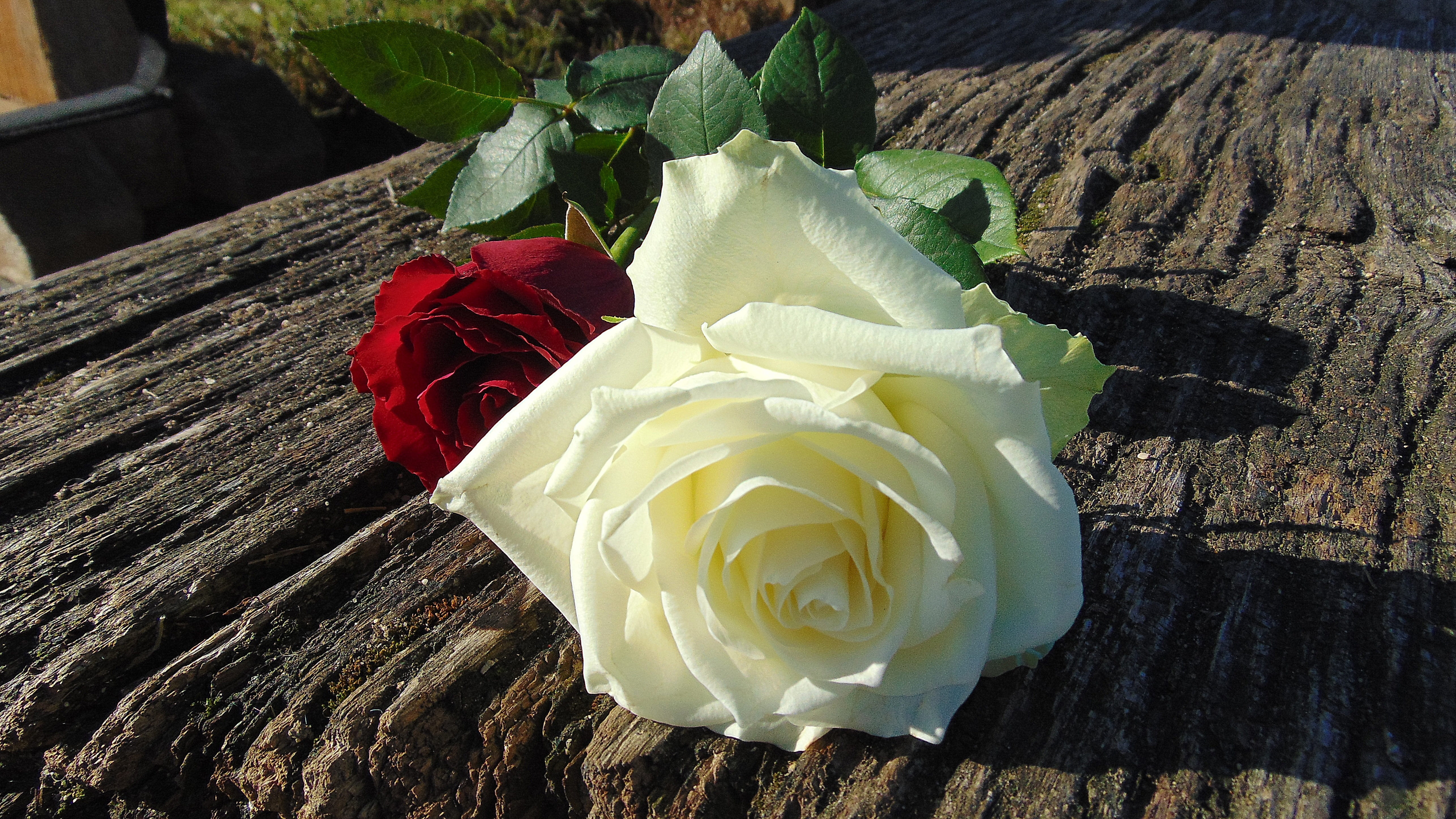 flowering plant, high angle view, purity, plant, garden, white color, strauss, rose, rosebush, flora, 5K, vulnerability, wooden bench, plant part, thorns, HD Wallpaper