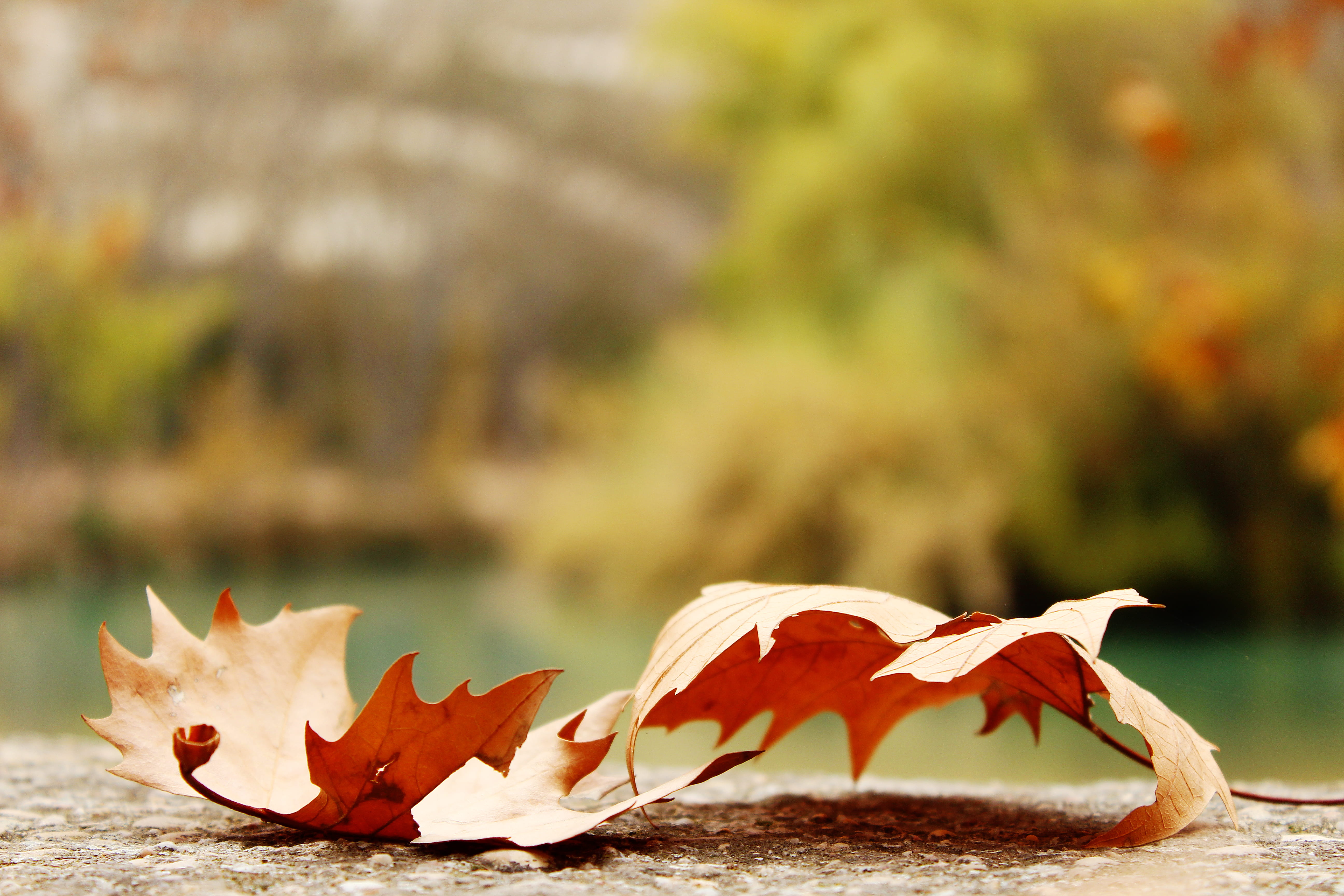 september, nature, plant, maple, change, selective, october, maple Tree, two, close-up, vibrant Color, tree, yellow, water, backgrounds, leaf, natural condition, HD Wallpaper