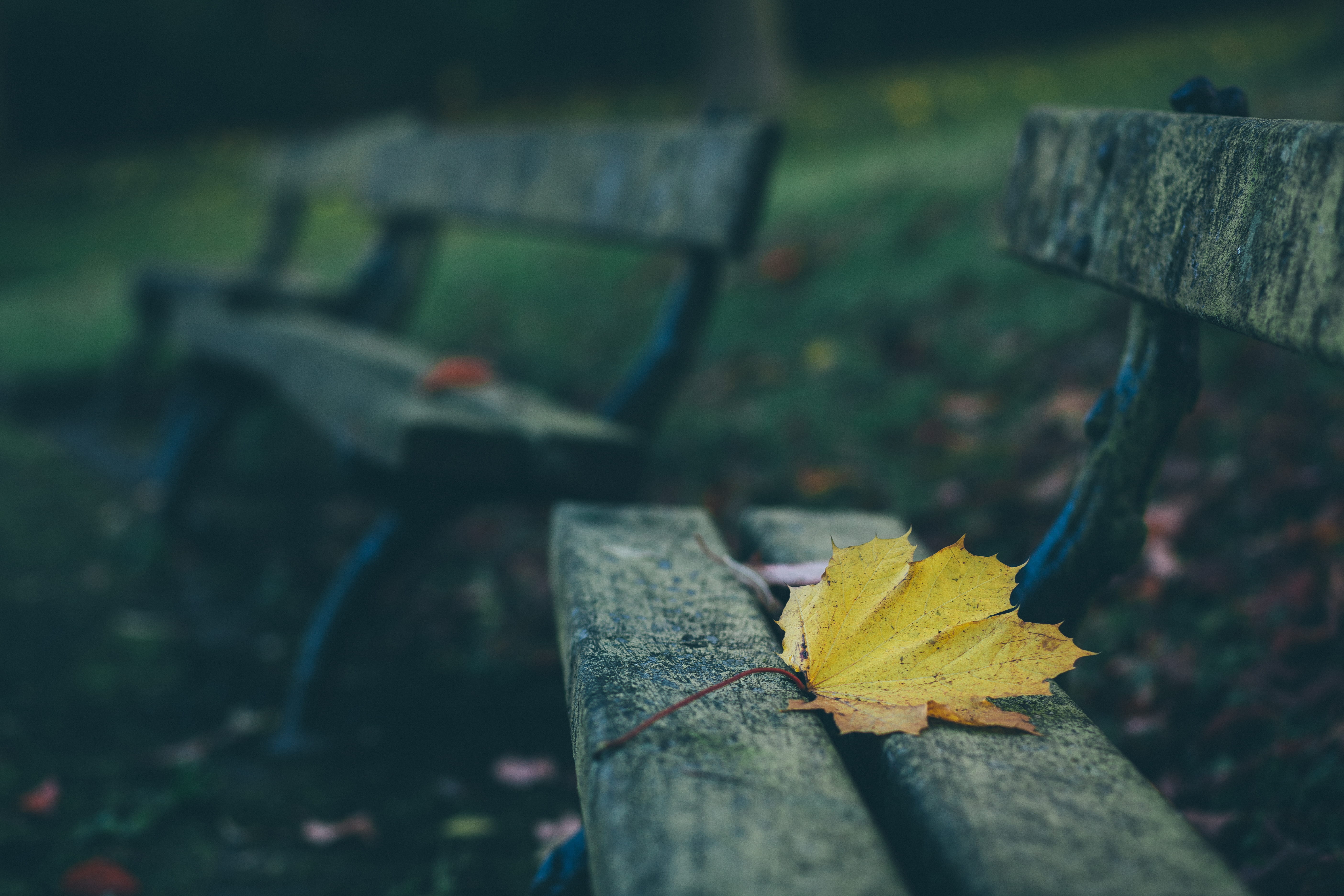 no people, natural condition, tree, brown, land, falling, change, fall, wood plank, maple, park bench, green, leaf, dry, park, outdoors, yellow, seat, hipster, HD Wallpaper