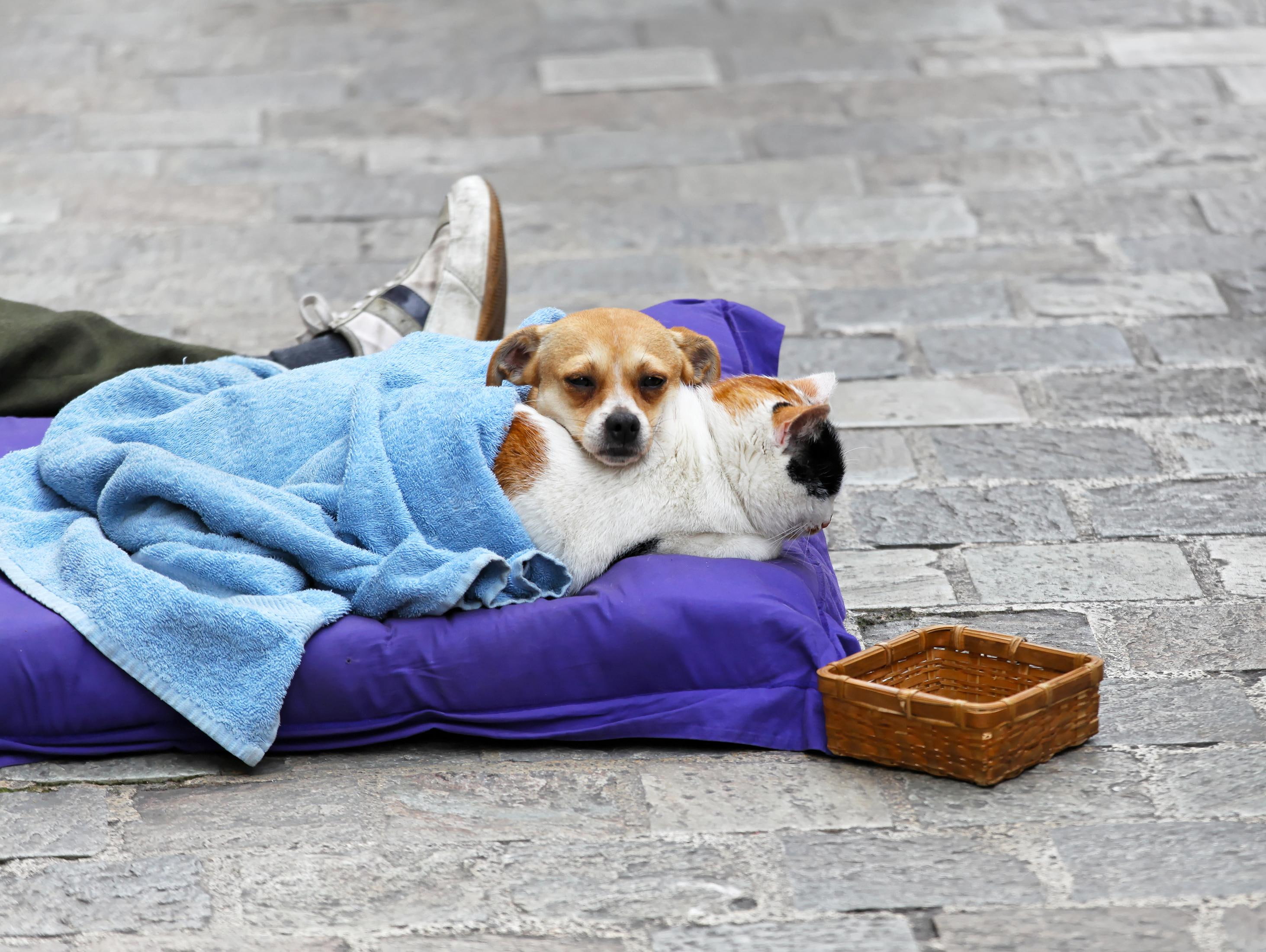 basket, homeless, blanket, home, friends, street, 2K, HD Wallpaper