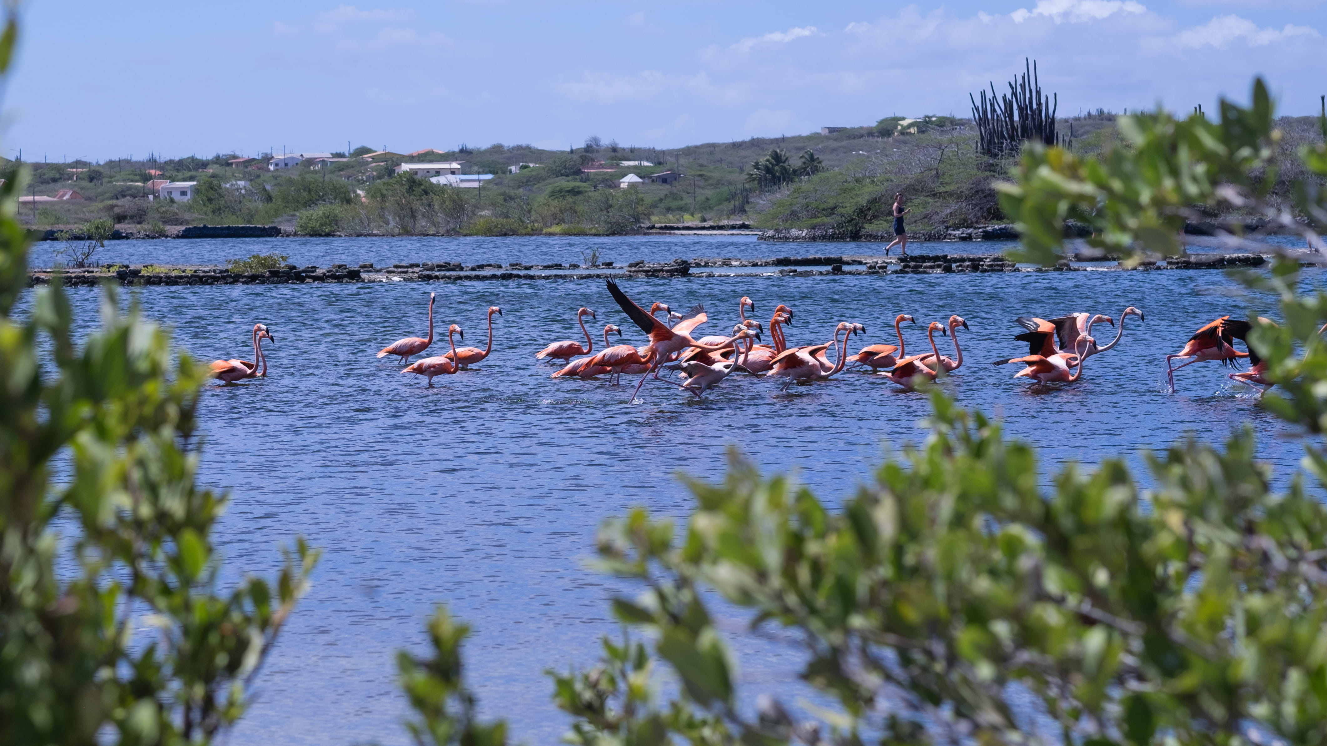 beauty in nature, animal, day, bird, caribbean, no people, large group of animals, animals in the wild, wild, animal themes, flamingos, plant, vertebrate, HD Wallpaper