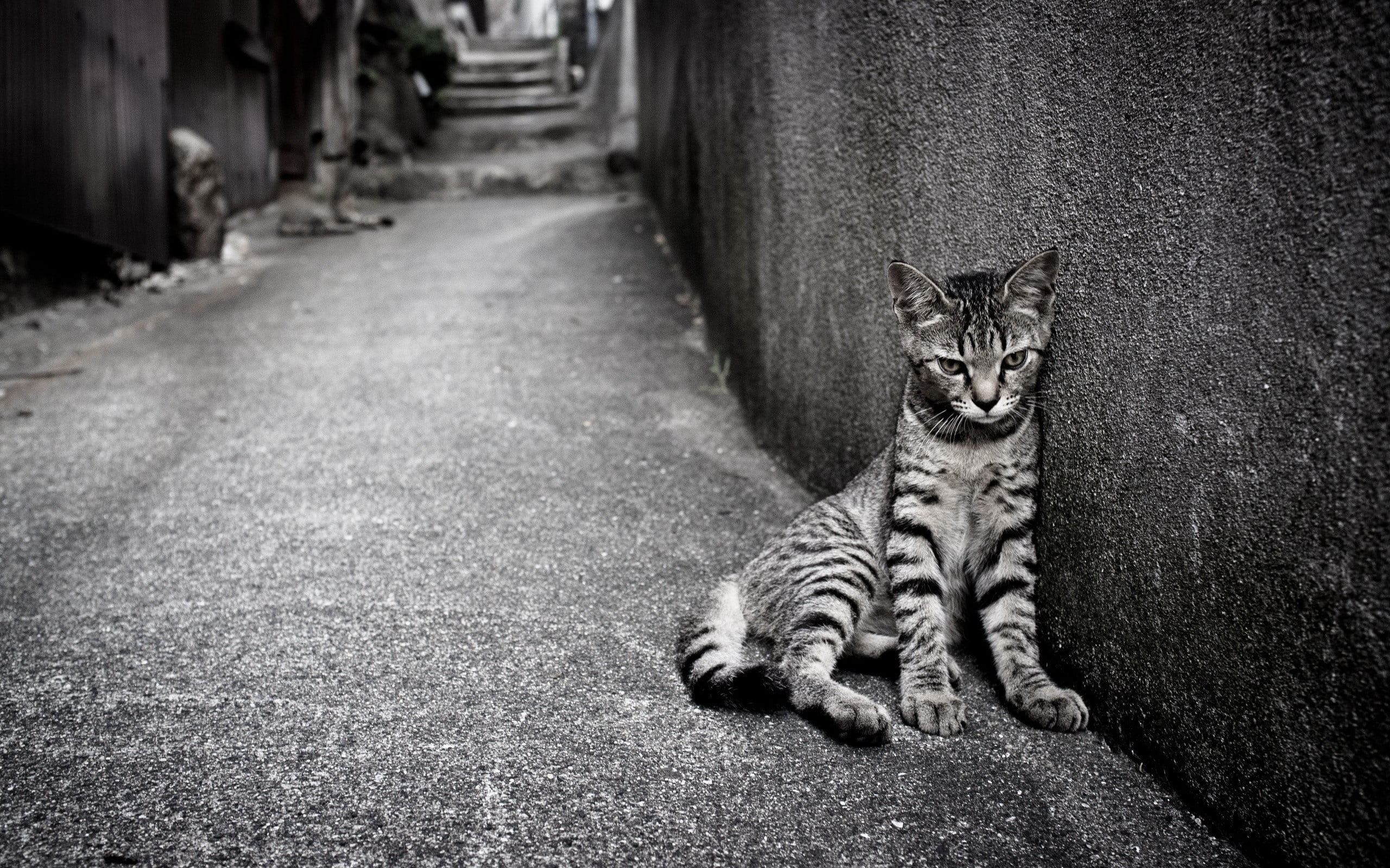 tabby, mammal, wall, looking, city, day, pets, feline, animal, homeless, 2K, portrait, domestic Cat, young Animal, black And White, domestic, one animal, HD Wallpaper