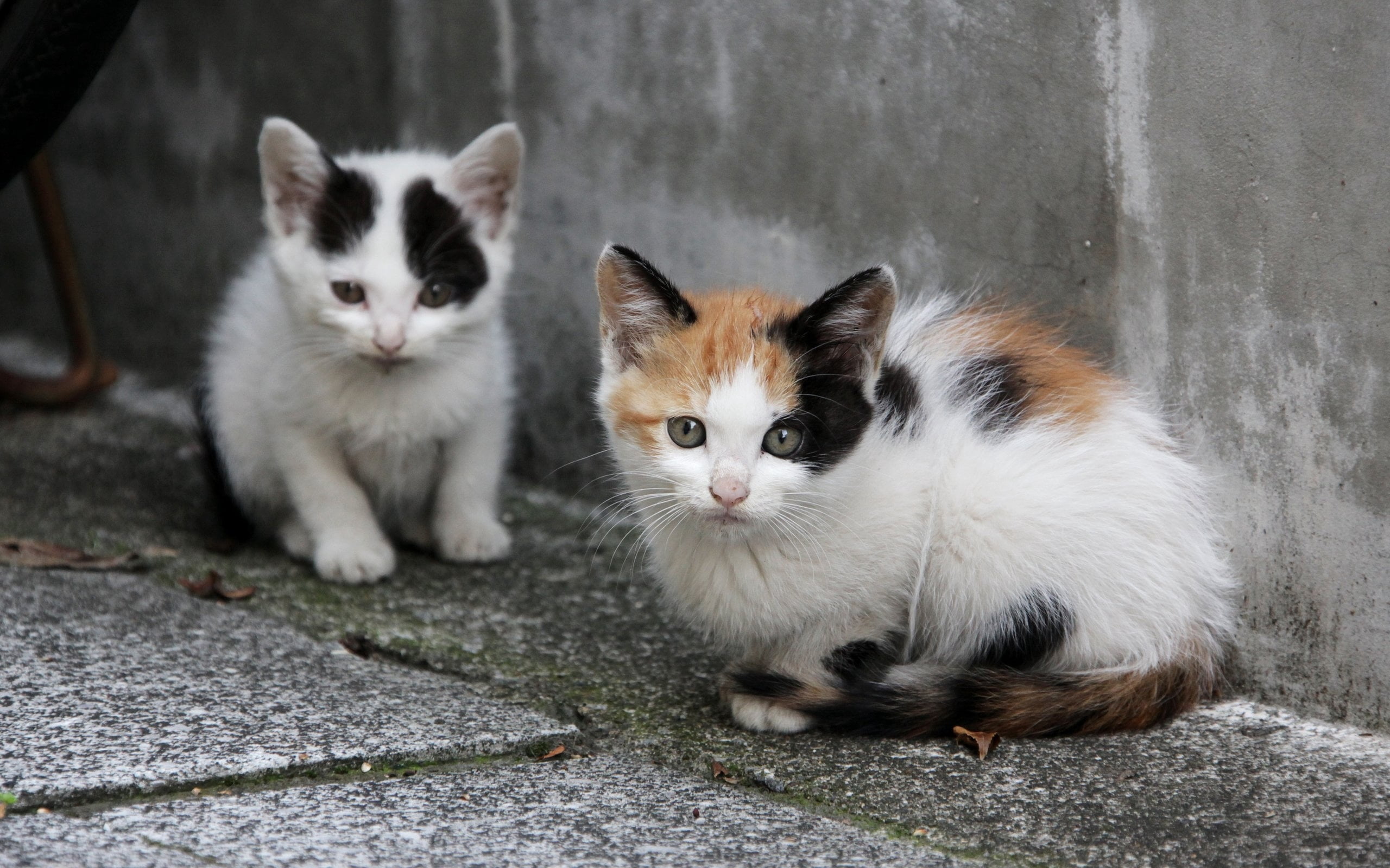 playful, couple, day, sitting, paw, two animals, outdoors, whisker, looking at camera, domestic Cat, portrait, no people, street, animal, fur, domestic, HD Wallpaper
