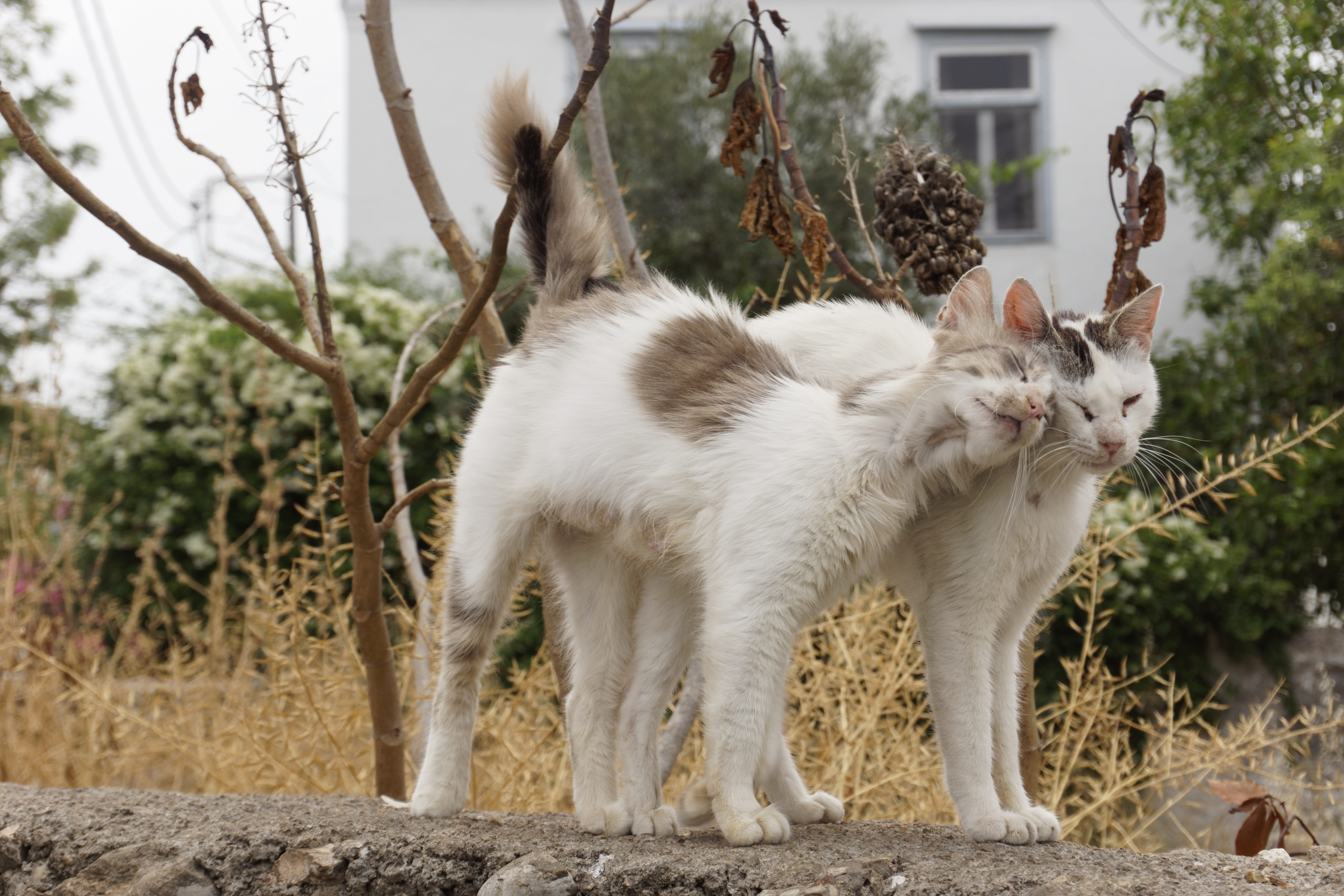 plant, pets, no people, one animal, photography, tree, outdoors, domestic animals, domestic, fence, Greece, closeup, two, looking away, whisker, house, HD Wallpaper