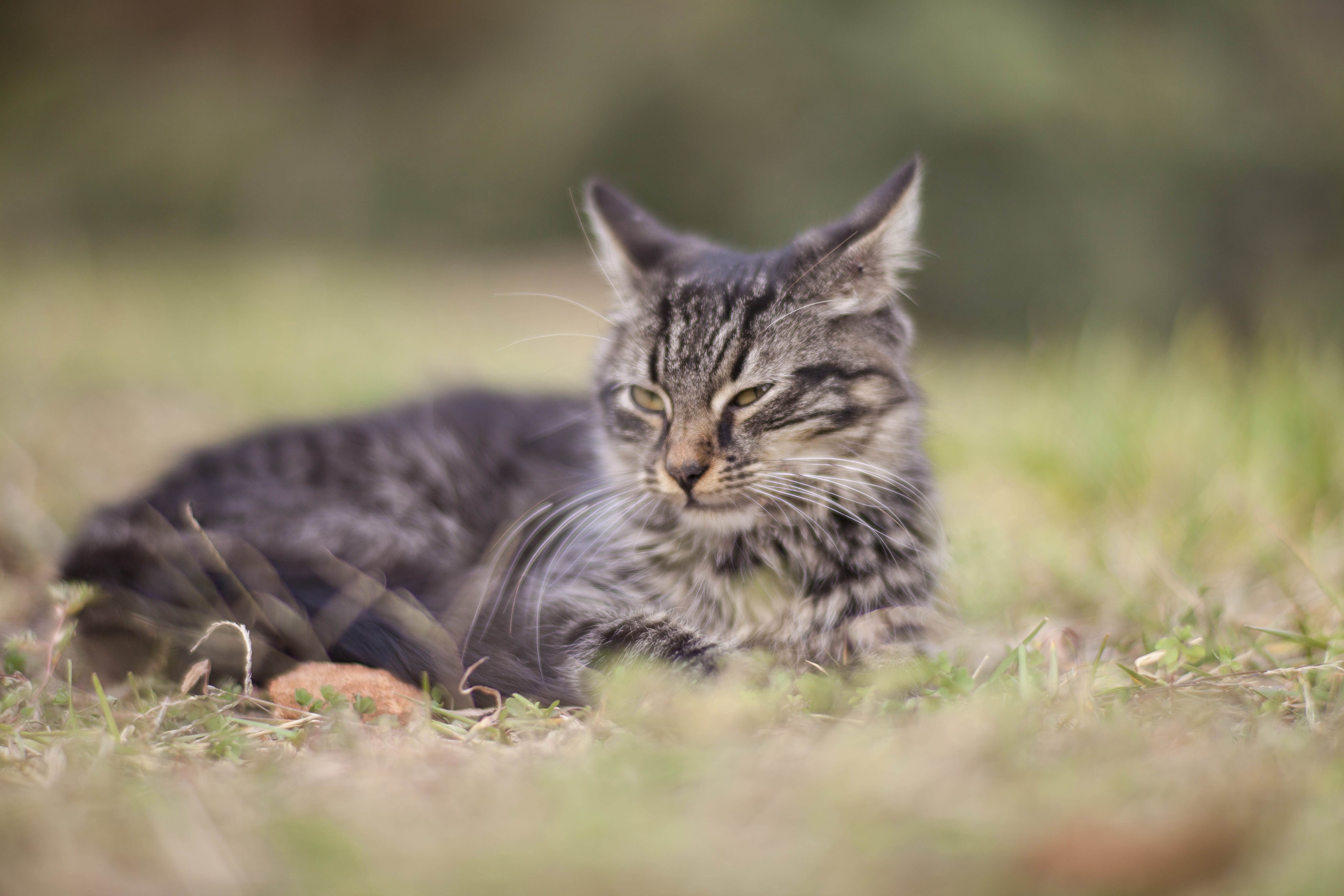 close, animal portrait, relaxation, mammal, street, expectant, little, animal, maine coon cat, green, photography, field, sweet, domestic animals, tabby, HD Wallpaper