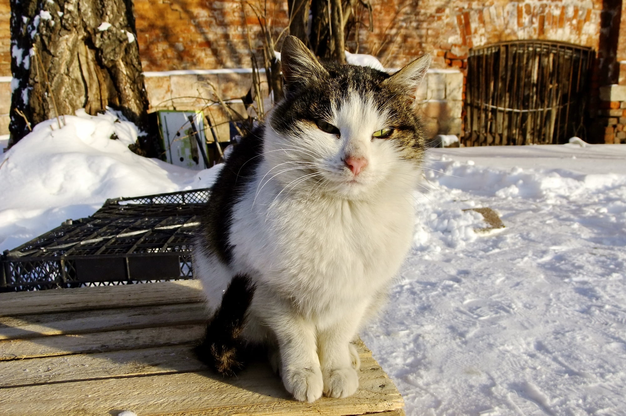 haired, cold - Temperature, pets, furry, fur, animals And Pets, mammal, street, whisker, white, sitting, domestic, no People, bench, outdoors, one Animal, HD Wallpaper