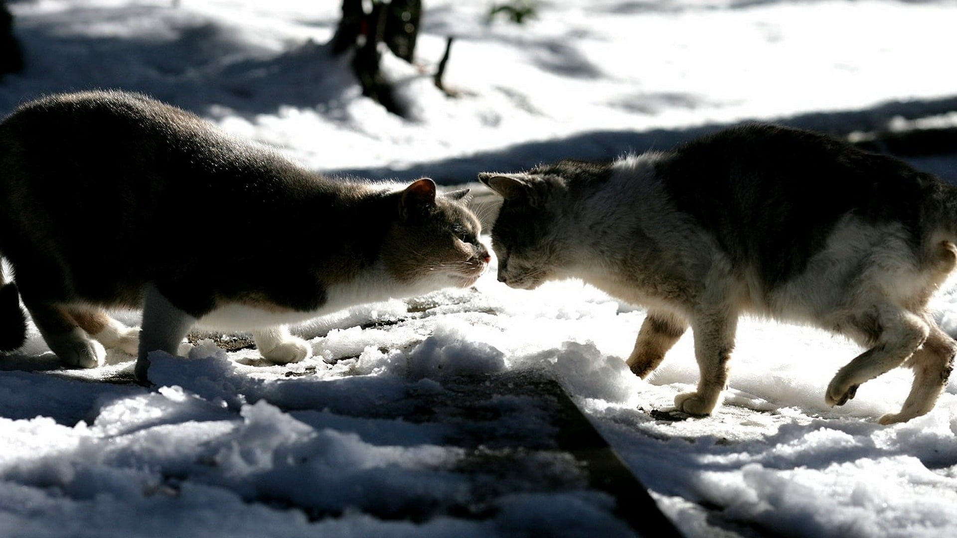 shadow, field, two, short, pets, walking, cold temperature, livestock, dog, cats, fur, white color, domestic, group of animals, land, snow, 1080P, herbivorous, HD Wallpaper