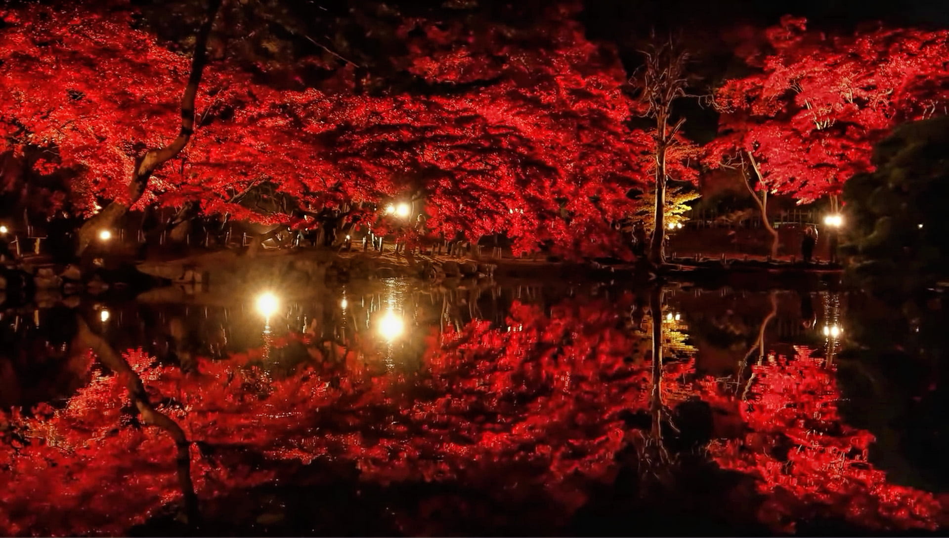 plant, glowing, reflection, pond, waterfront, branch, tranquility, illuminated, reflections, 1080P, celebration, wood, lighting equipment, scenic, outdoors, HD Wallpaper