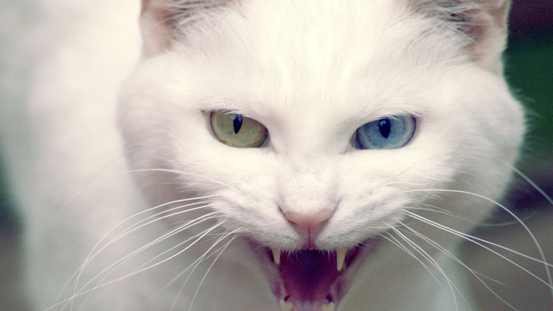 white, eye, animals, persian, wild, meow, color, 1080P, notice, cat, HD Wallpaper