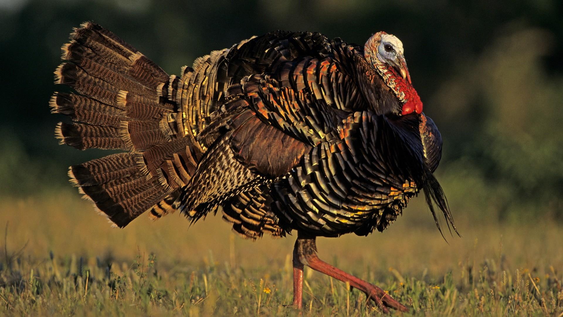 1080P, one, turkey, notice, stuffing, ll, away, animals, dinner, christmas, sneak, will, HD Wallpaper