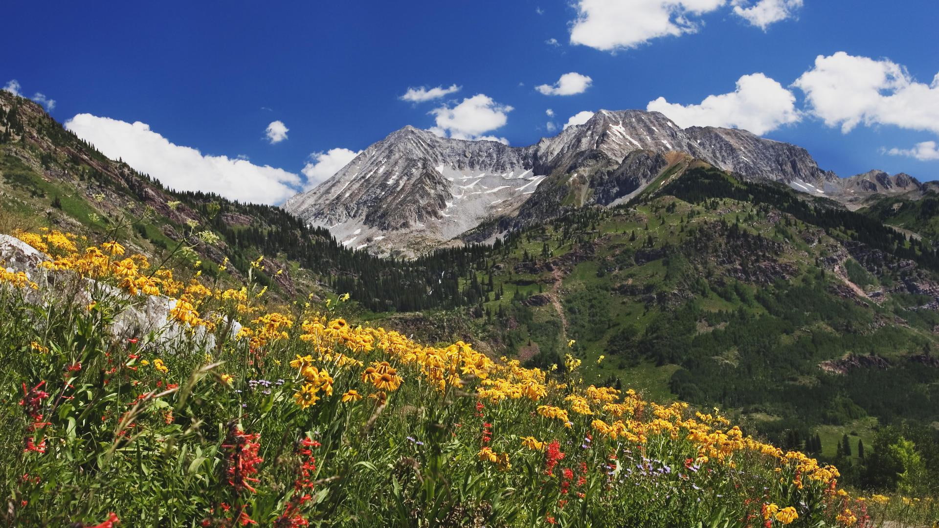 valley, lead, 1080P, wildflowers, nature and landscapes, basin, mountain, meadow, colorado, king, HD Wallpaper