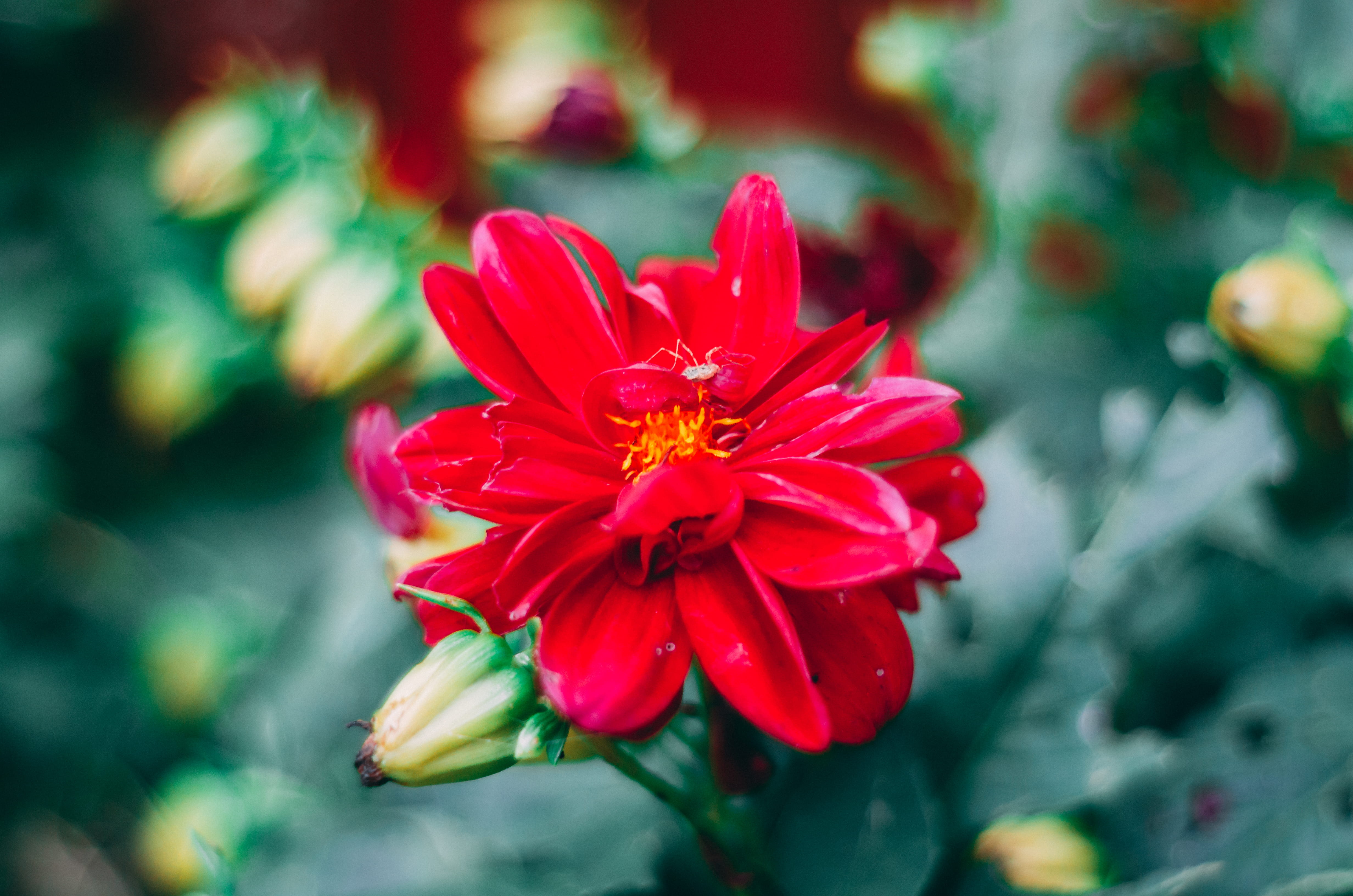 flower head, focus on foreground, saturation, 50mm, plant, united kingdom, lake, outdoors, flowering plant, nature, inflorescence, no people, red, fragility, HD Wallpaper