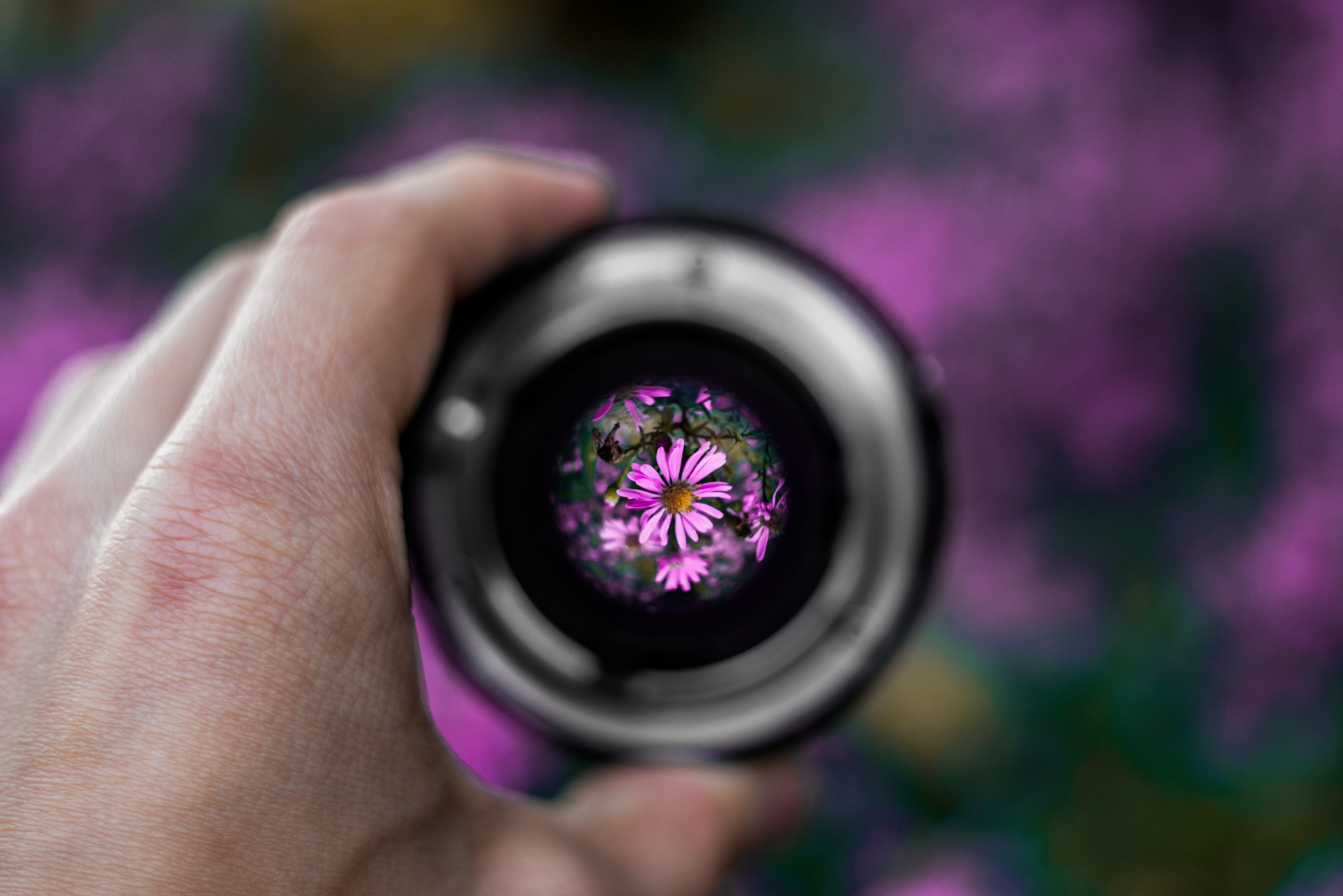 purpleflowers, luxury, nikonlens, focus on foreground, 50mm, autumn, body part, nikon, holding, flowering plant, purple, throughthefifty, human body part, HD Wallpaper