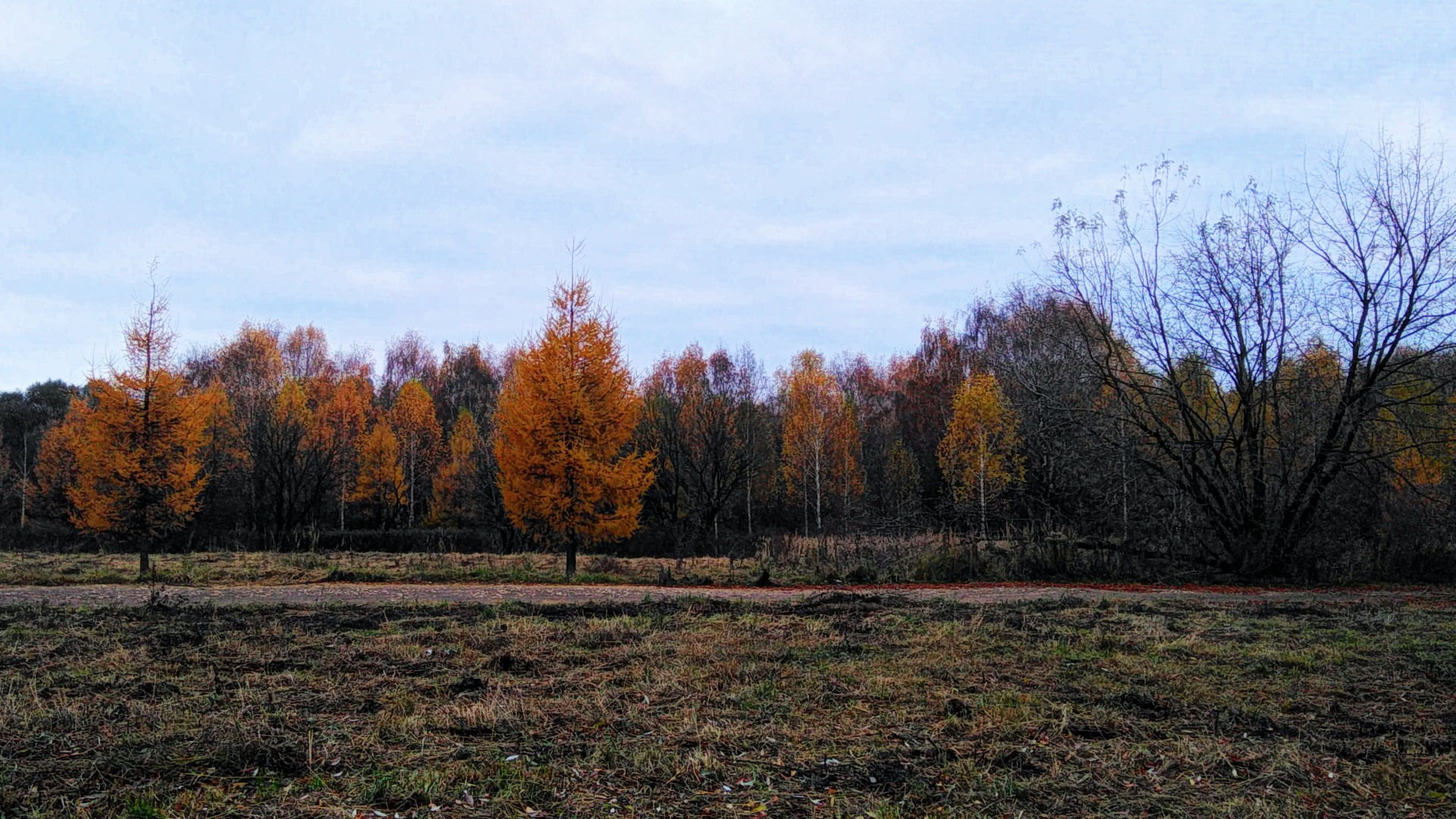 fall, forest, bleak, plant, beauty in nature, brown, environment, 1080P, no people, painting, nature, non-urban scene, tranquility, landscape, outdoors, HD Wallpaper