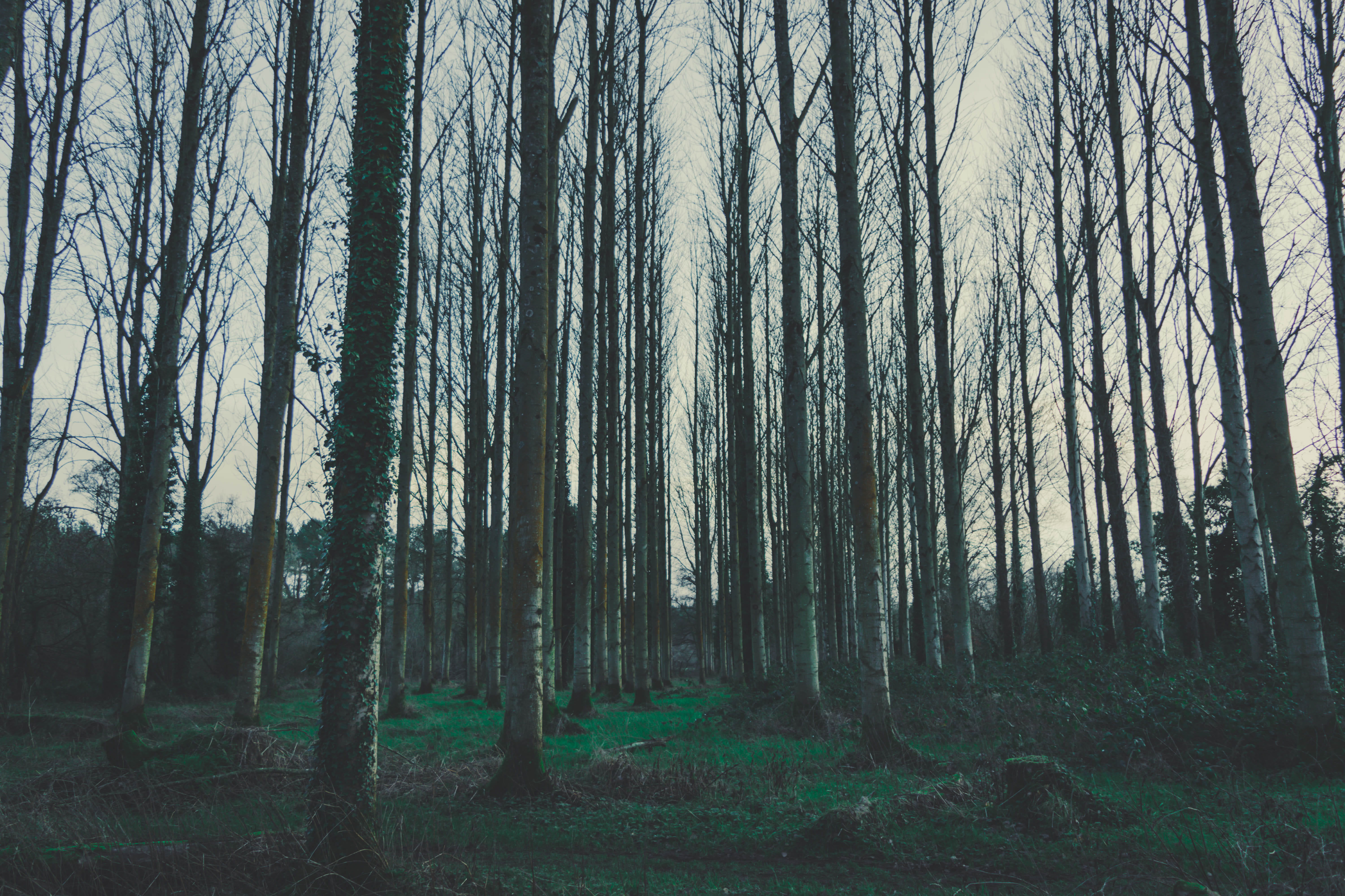 no people, landscape, winter, day, abundance, autumn, scenics - nature, trees, january, plant, wood, black, outdoors, land, growth, non-urban scene, HD Wallpaper