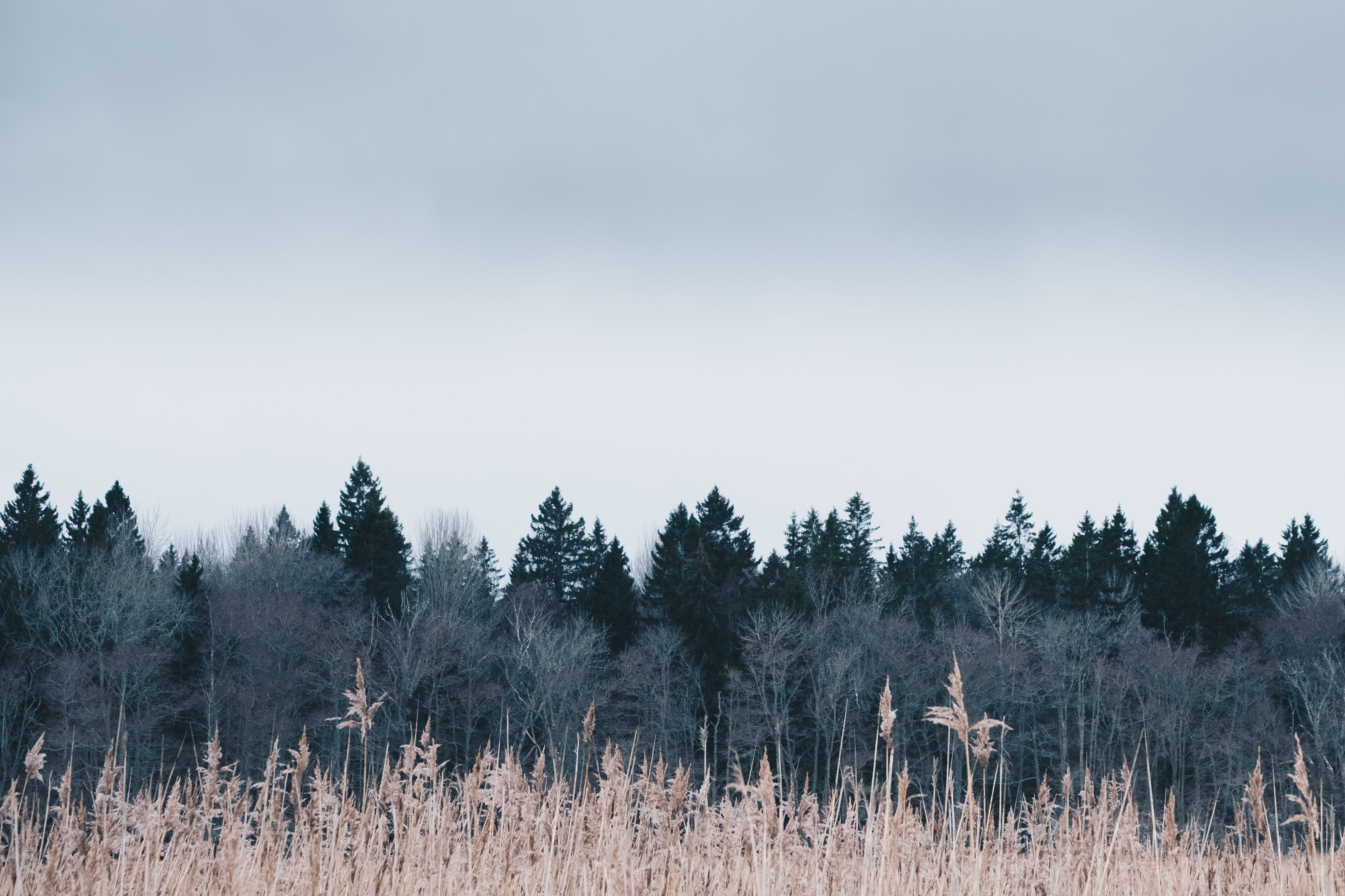 bleak, sweden, pine tree, gräddö, tree, nature, forest, desktop, animals in the wild, 5K, beauty in nature, trees, pine woodland, day, animal themes, outdoors, HD Wallpaper