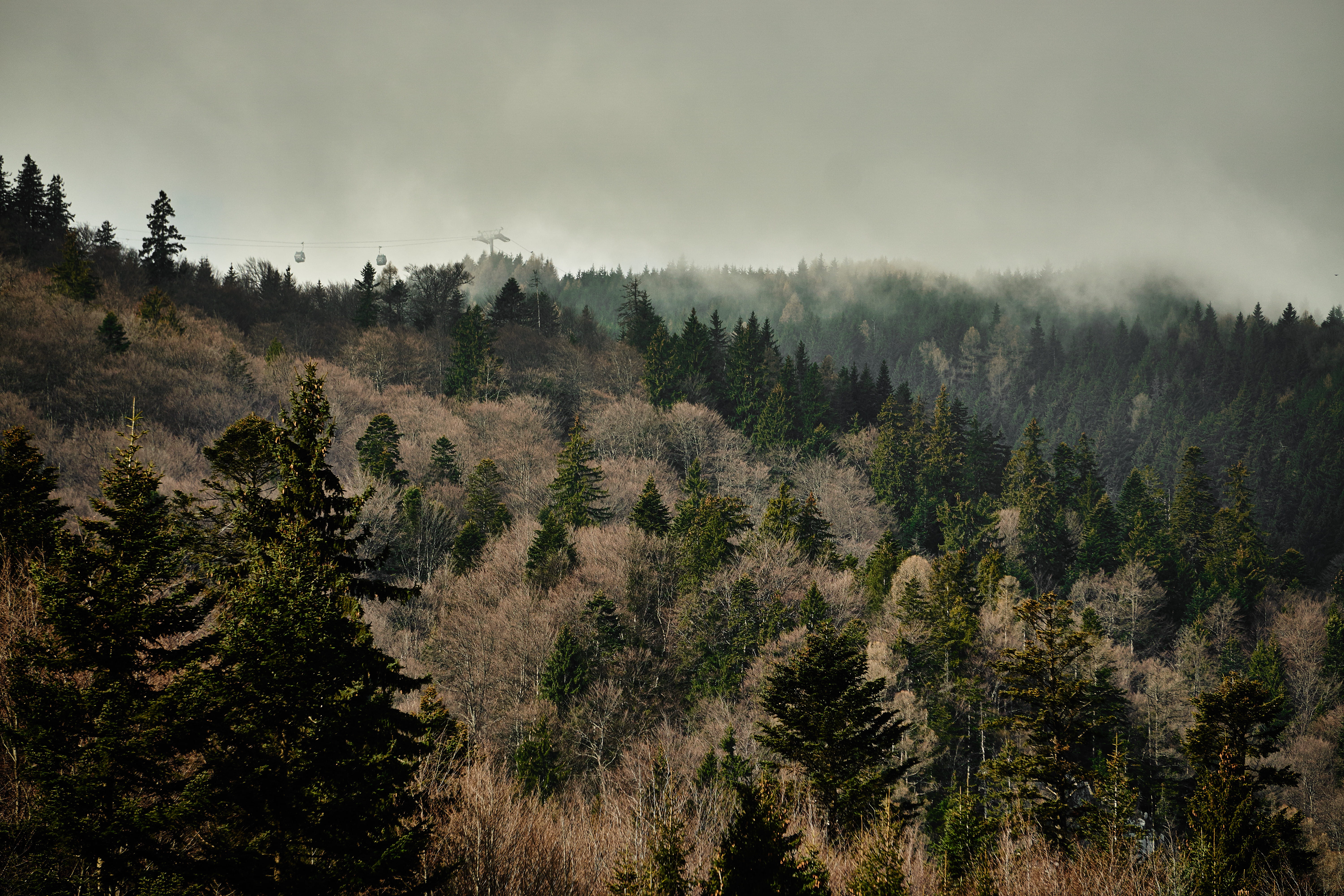 green, no people, evergreen, fir, forest, wildlife, cloud - sky, open space, plant, coniferous tree, non-urban scene, pinaceae, landscape, environment, HD Wallpaper