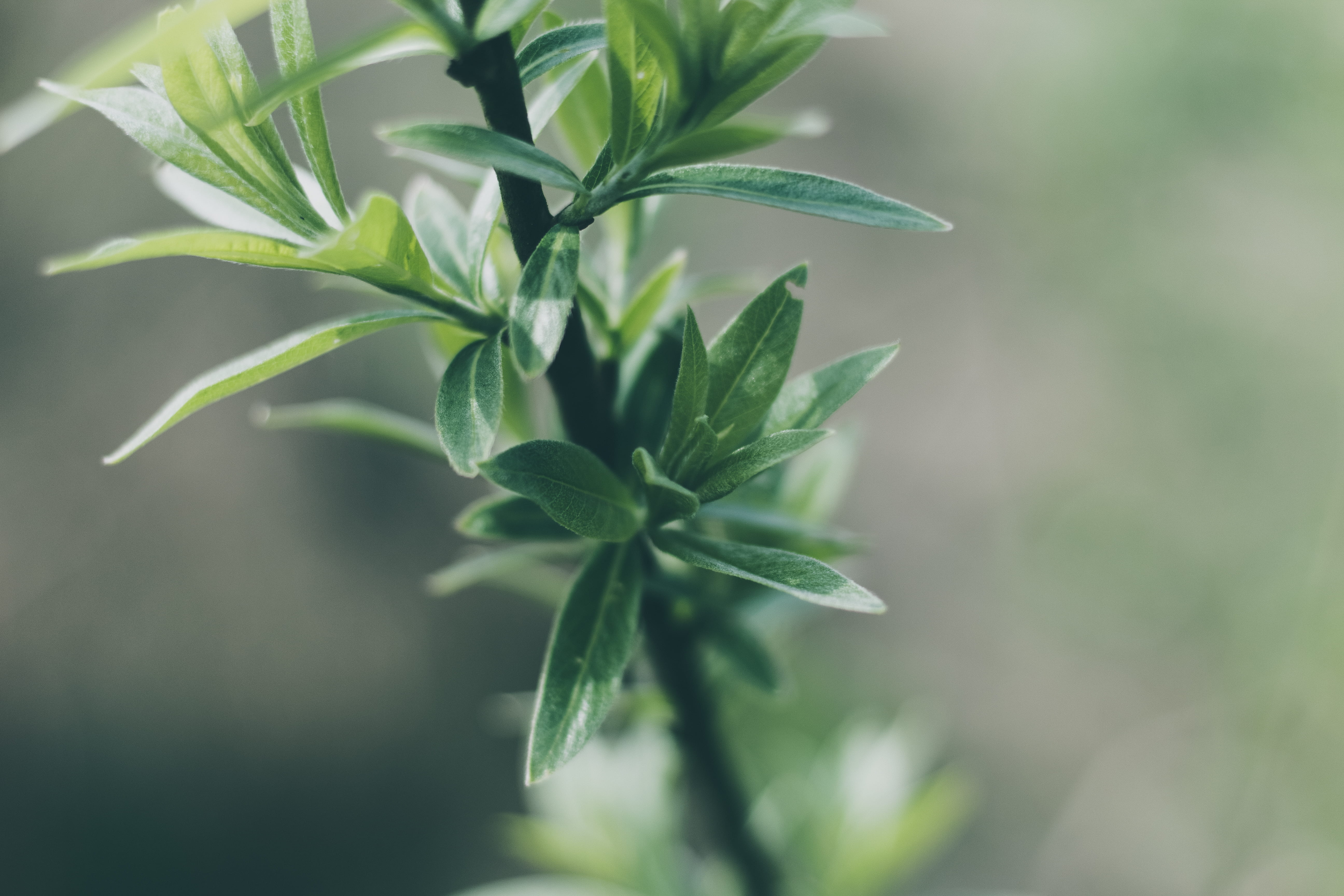 macro, herb, light, freshness, closeup, floral, leaf, growth, clean, plant part, focus on foreground, day, beauty in nature, food and drink, HD Wallpaper
