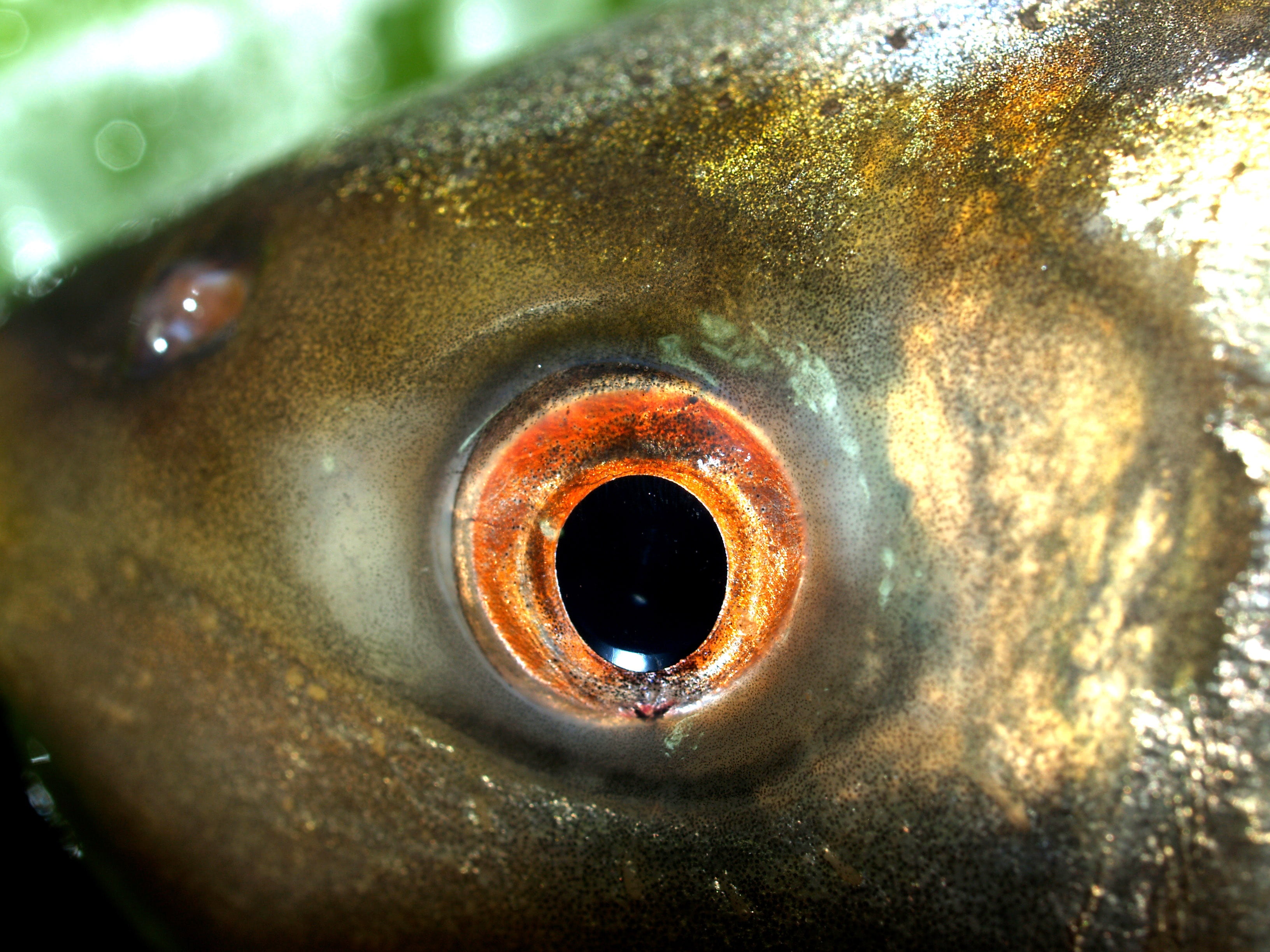 fresh, cultratus, freshwater, river, metal, pelecus, ingredient, water, no people, silver, eyeball, white, sensory perception, nature, bullhead, cypriniformes, HD Wallpaper