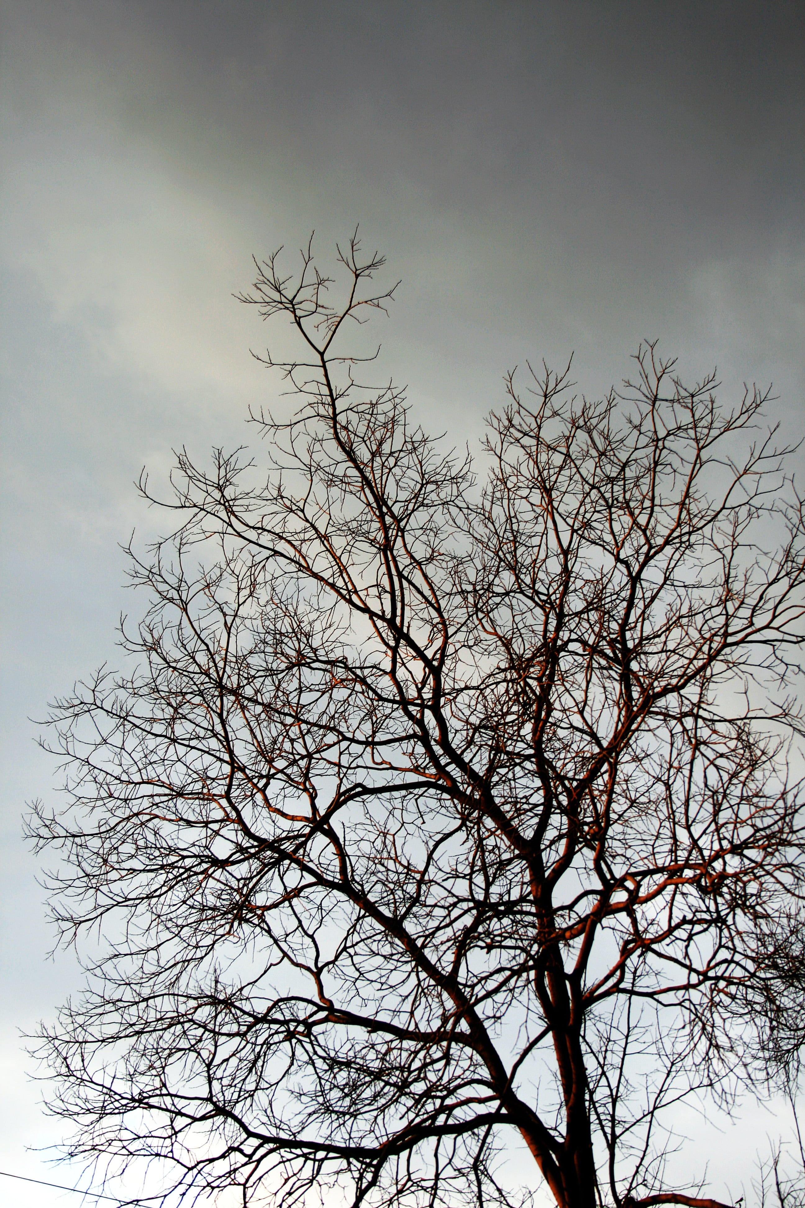 nature, silhouette, growth, outdoors, plant, tree, cloudy, low angle view, beauty in nature, branches, bleak, twigs, cloud - sky, sky, branch, dusk, tranquility, Phone HD Wallpaper