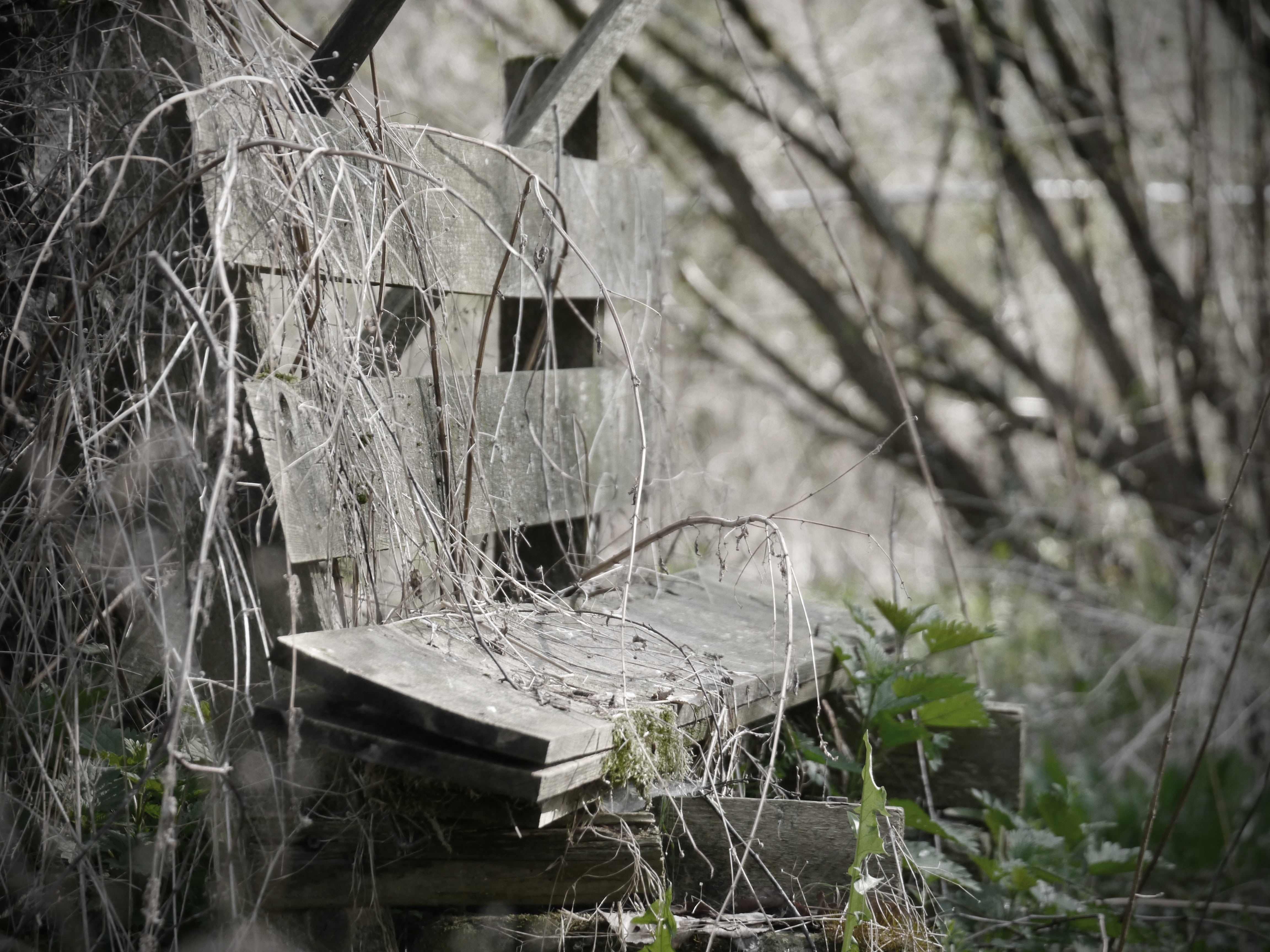 selective focus, garden, focus on foreground, abandoned, decay, lake, dandelion, outdoors, 4K, old bench, day, lonely, kahl, nature, close-up, no people, HD Wallpaper
