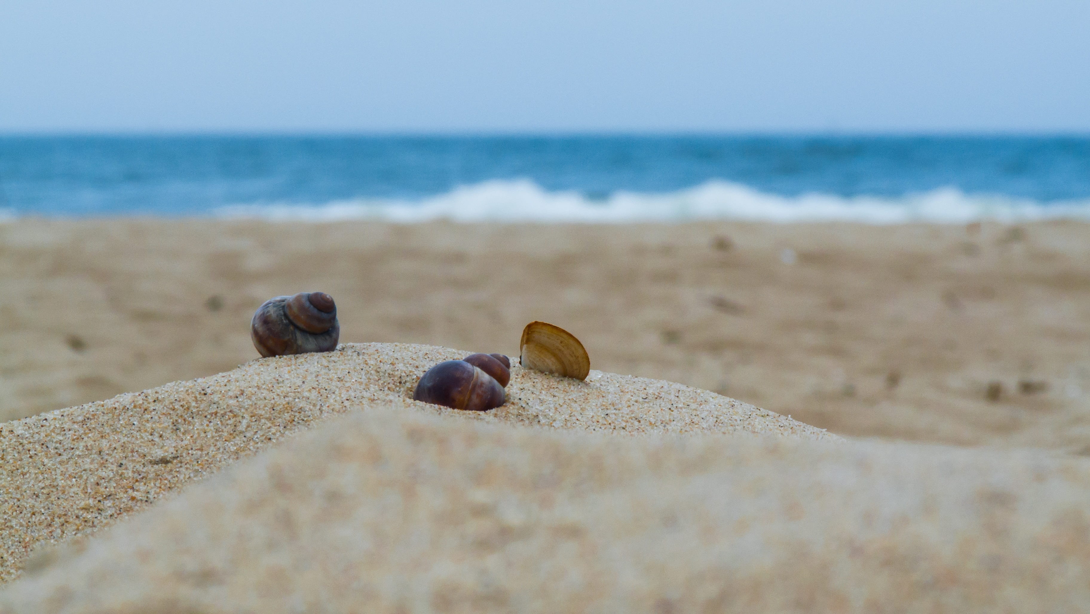 nut - food, horizon, lazur, food and drink, land, close-up, day, horizon over water, sky, shell, pebbles, sand, sandy beach, the baltic sea, outdoors, the coast, HD Wallpaper
