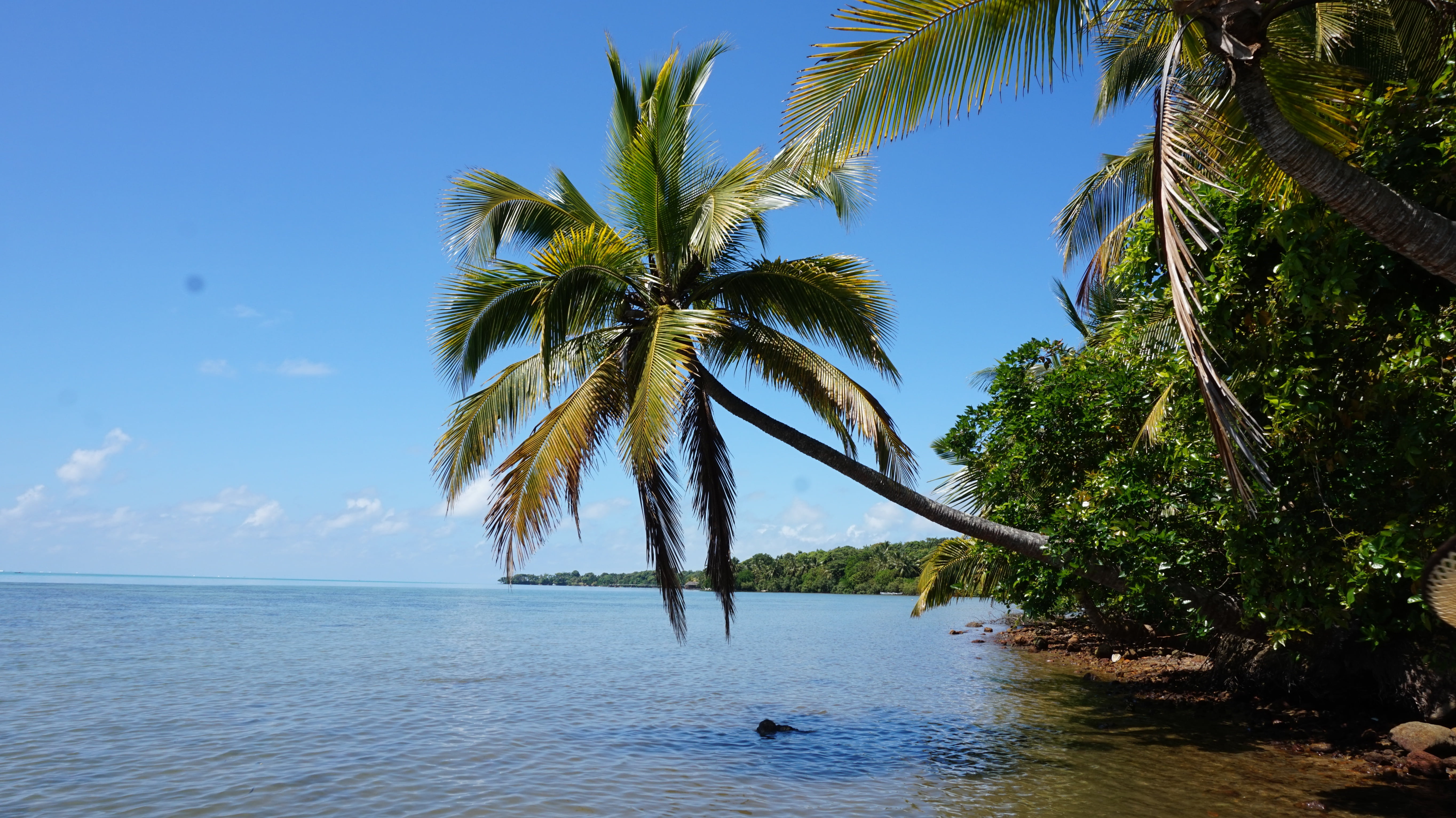 nature, lazur, beach, coconut palm tree, tree, tropical climate, beauty in nature, sea, palm trees, idyllic, 5K, day, horizon over water, view, plant, HD Wallpaper