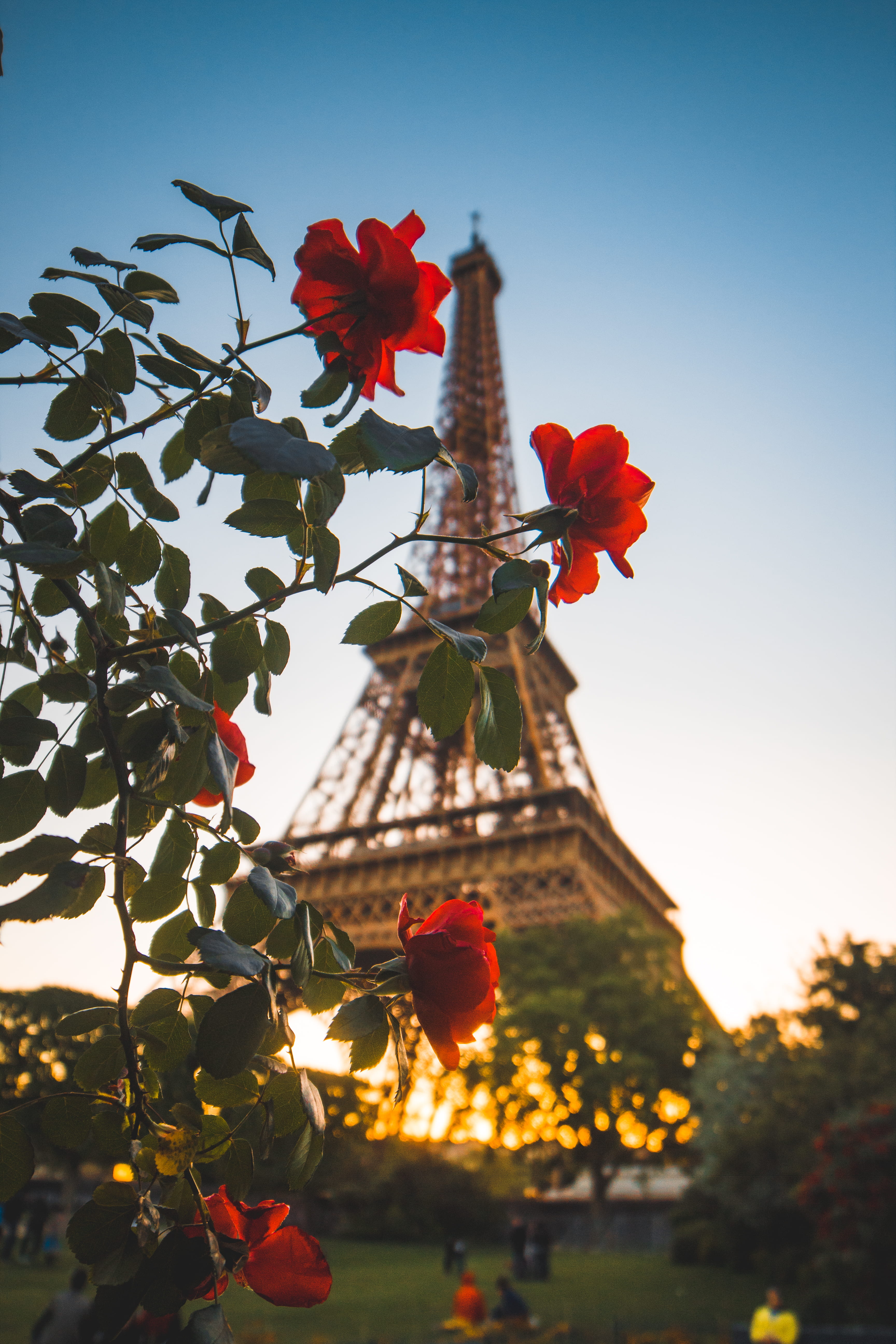 evening, eiffel, beauty in nature, flower head, nature, leaf, day, red, no people, vulnerability, green, commercial, sky, freshness, bokhe, tower, Phone HD Wallpaper