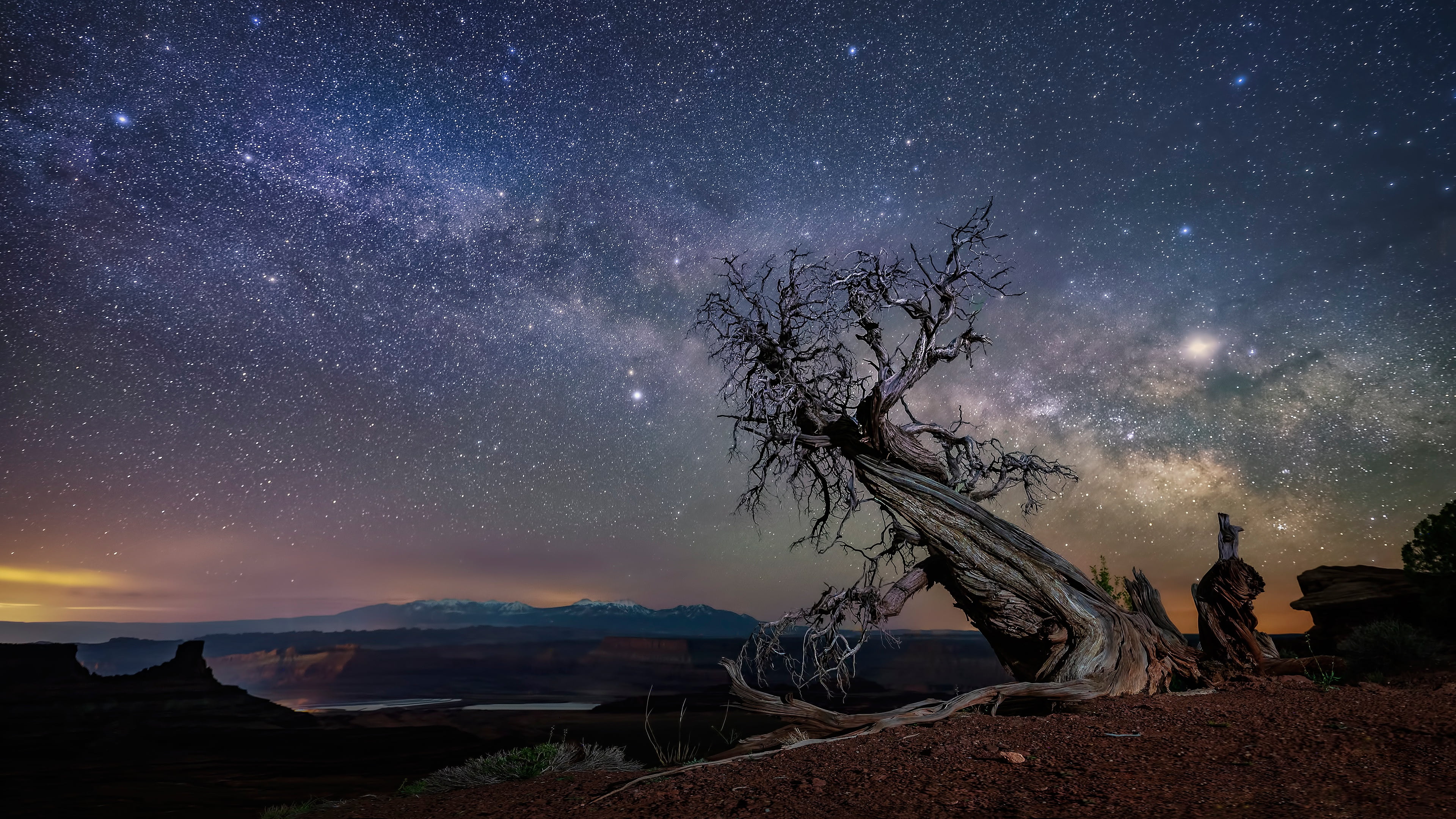 4K, dry, crooked, USA, snag, tree, night, desert, canyons, stars, HD Wallpaper