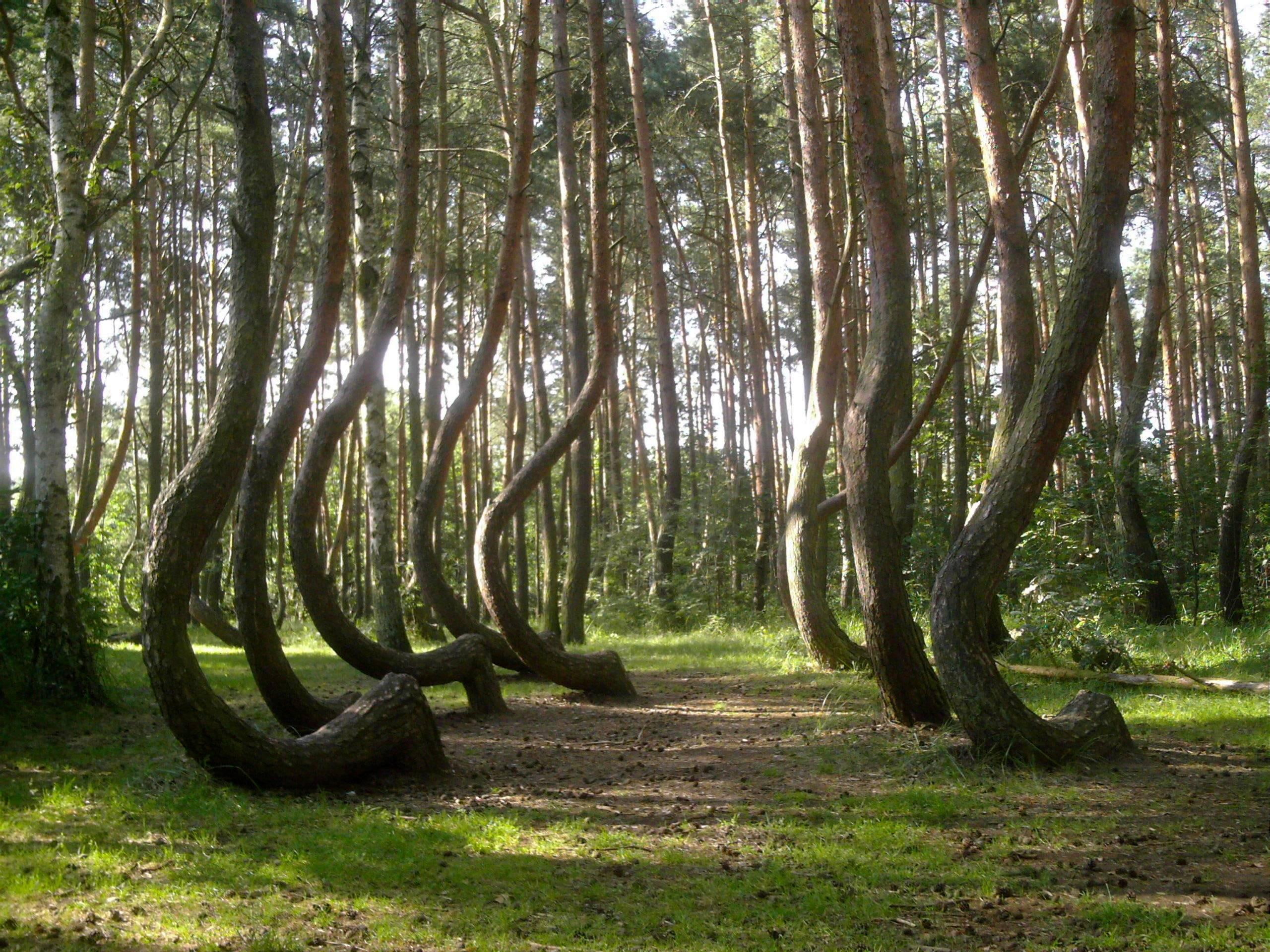 crooked, nature, forest, cool, nature and landscapes, 2K, pol, trees, HD Wallpaper
