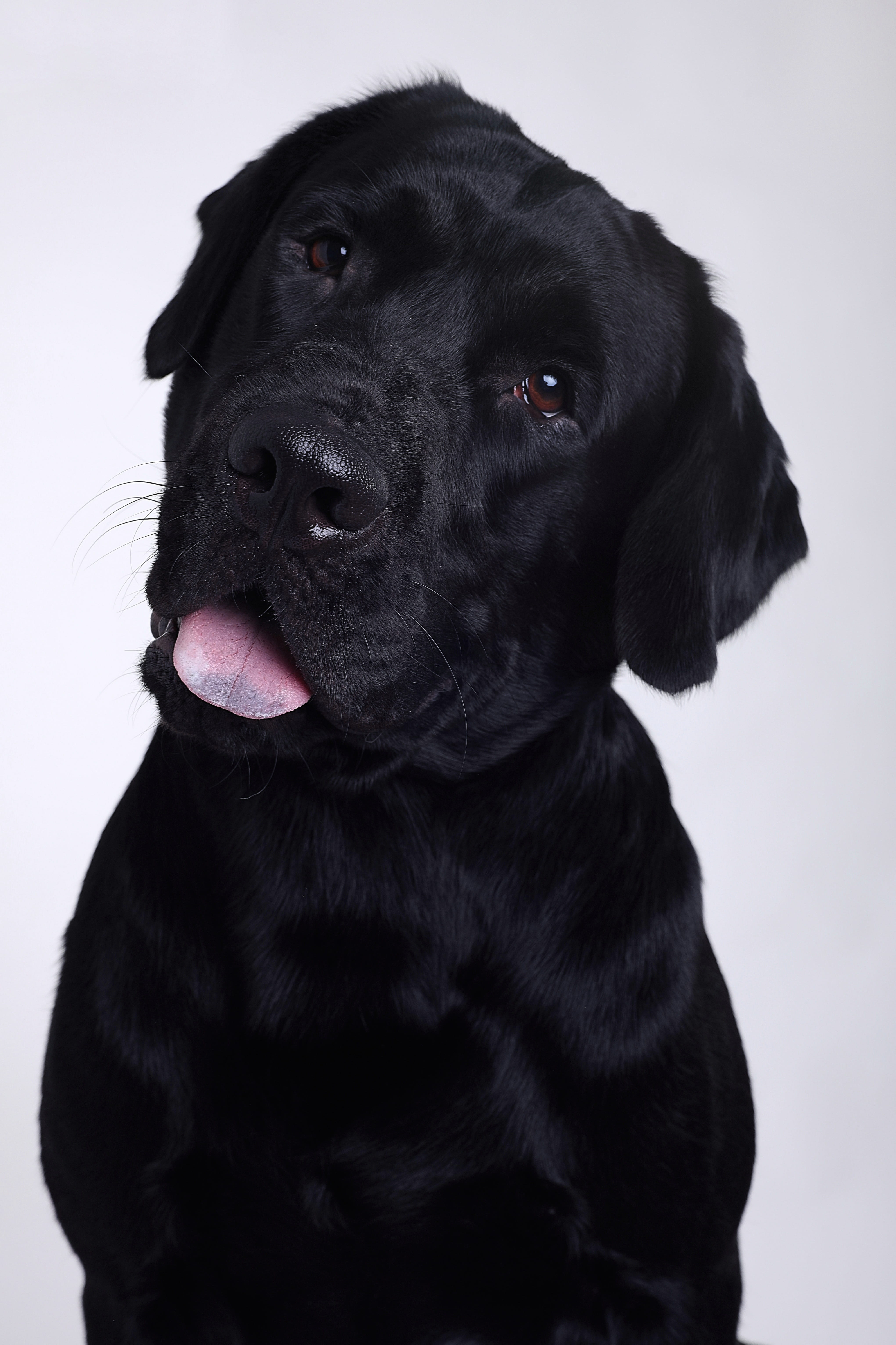 black color, looking away, domestic, black labrador, close-up, canine, retriever, labrador, mammal, mouth open, dog, 5K, tongue, indoors, animal, no people, Phone HD Wallpaper