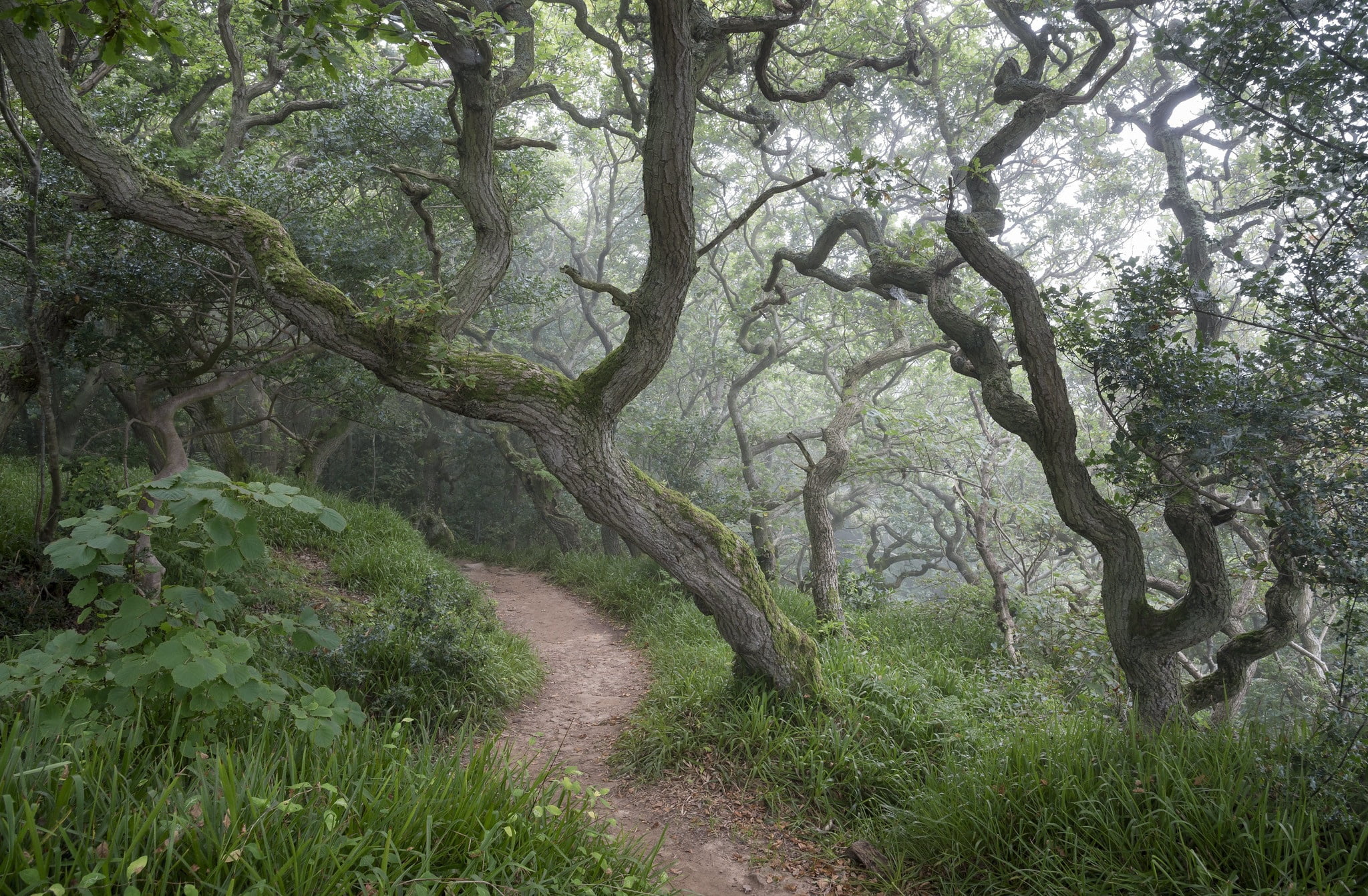 nature, 1080P, beauty, trail, landscape, forest, crooked trees, HD Wallpaper