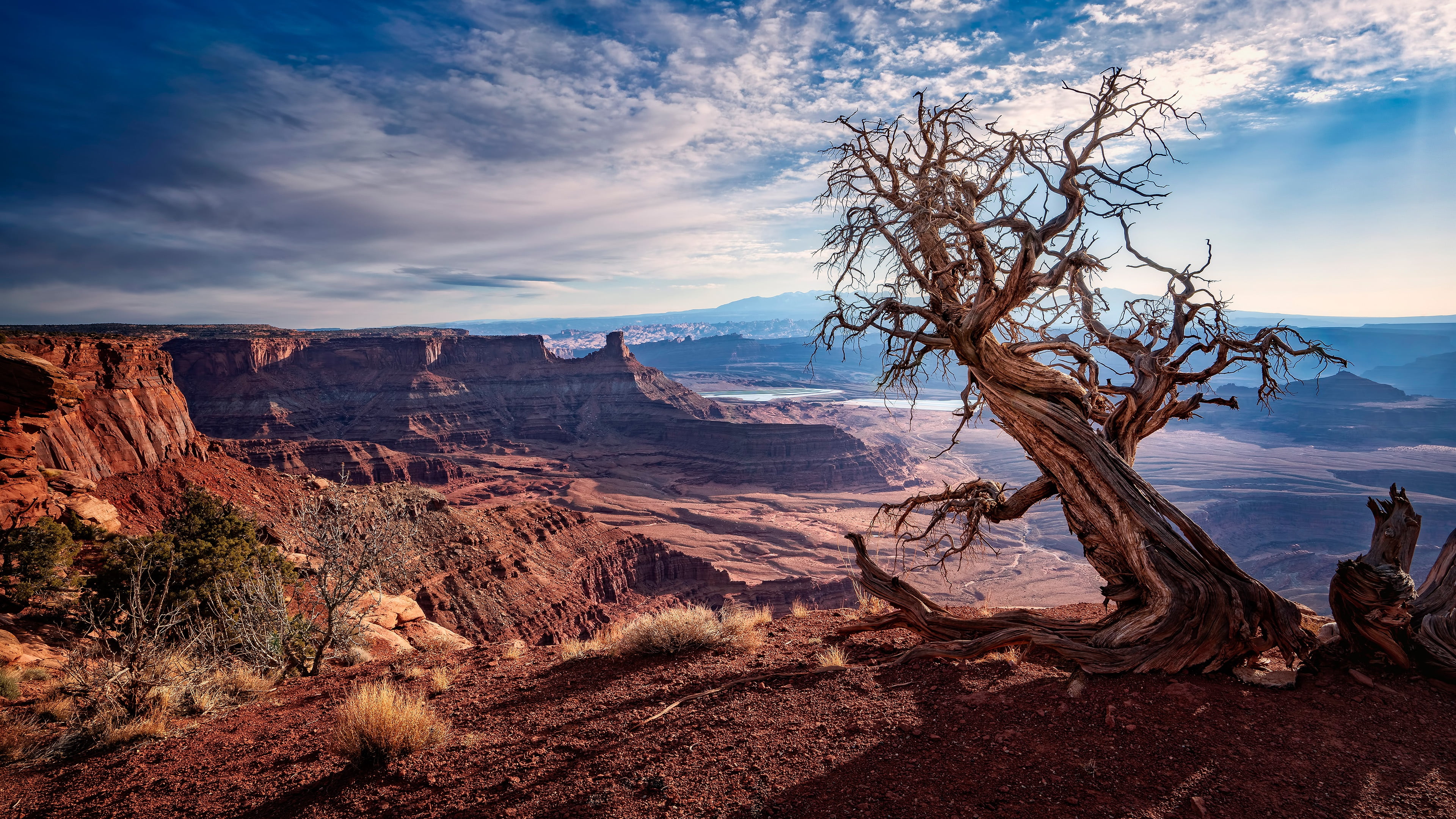 light, tree, USA, clouds, dry, desert, 4K, the sky, canyons, snag, crooked, HD Wallpaper