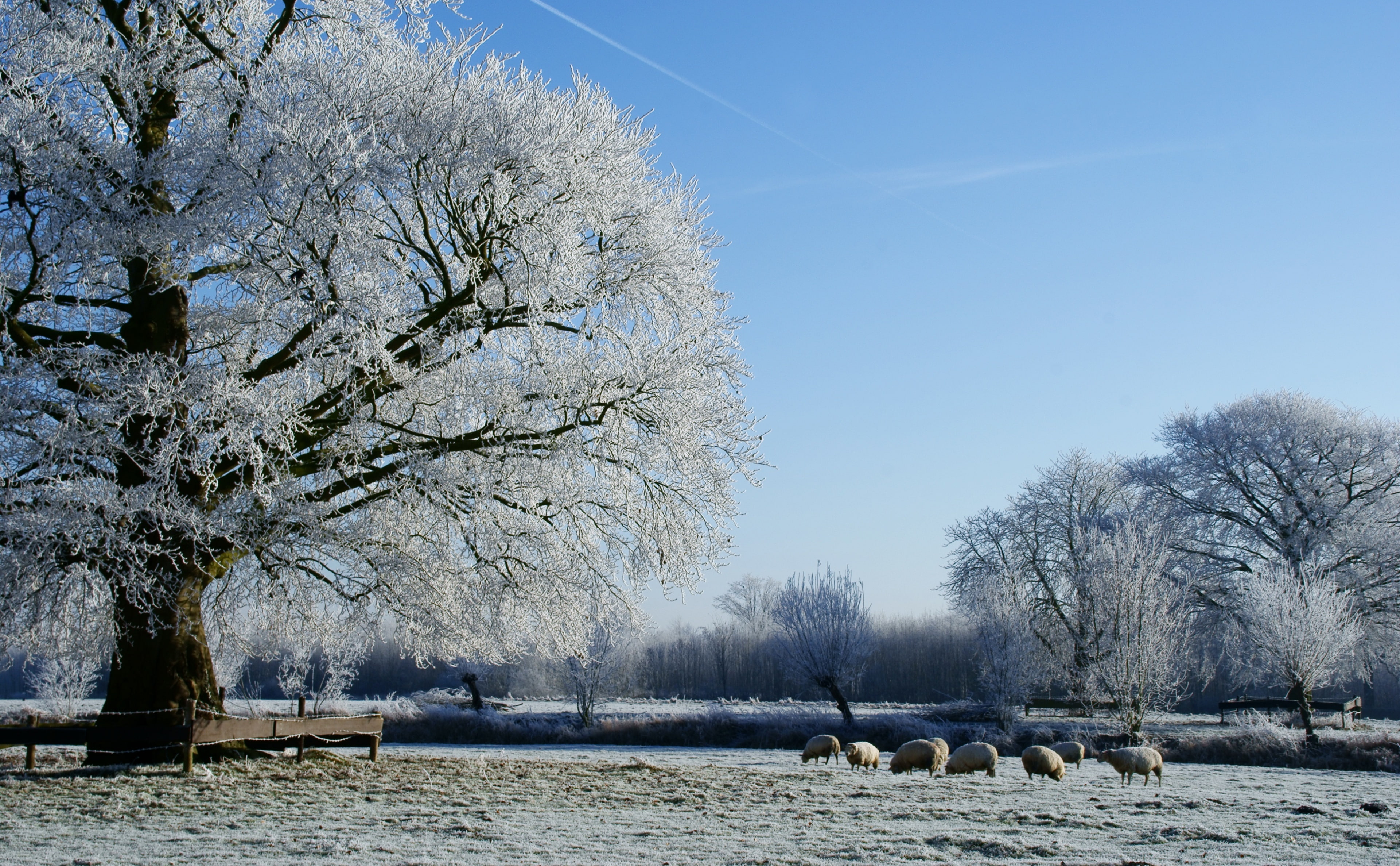 Quiet, Reflection, bare tree, plant, Trees, Beautiful, sky, Kromme Rijn, Blue, 4K, Seasons, Netherlands, Winter, clear sky, blue sky, outdoors, White Trees, HD Wallpaper