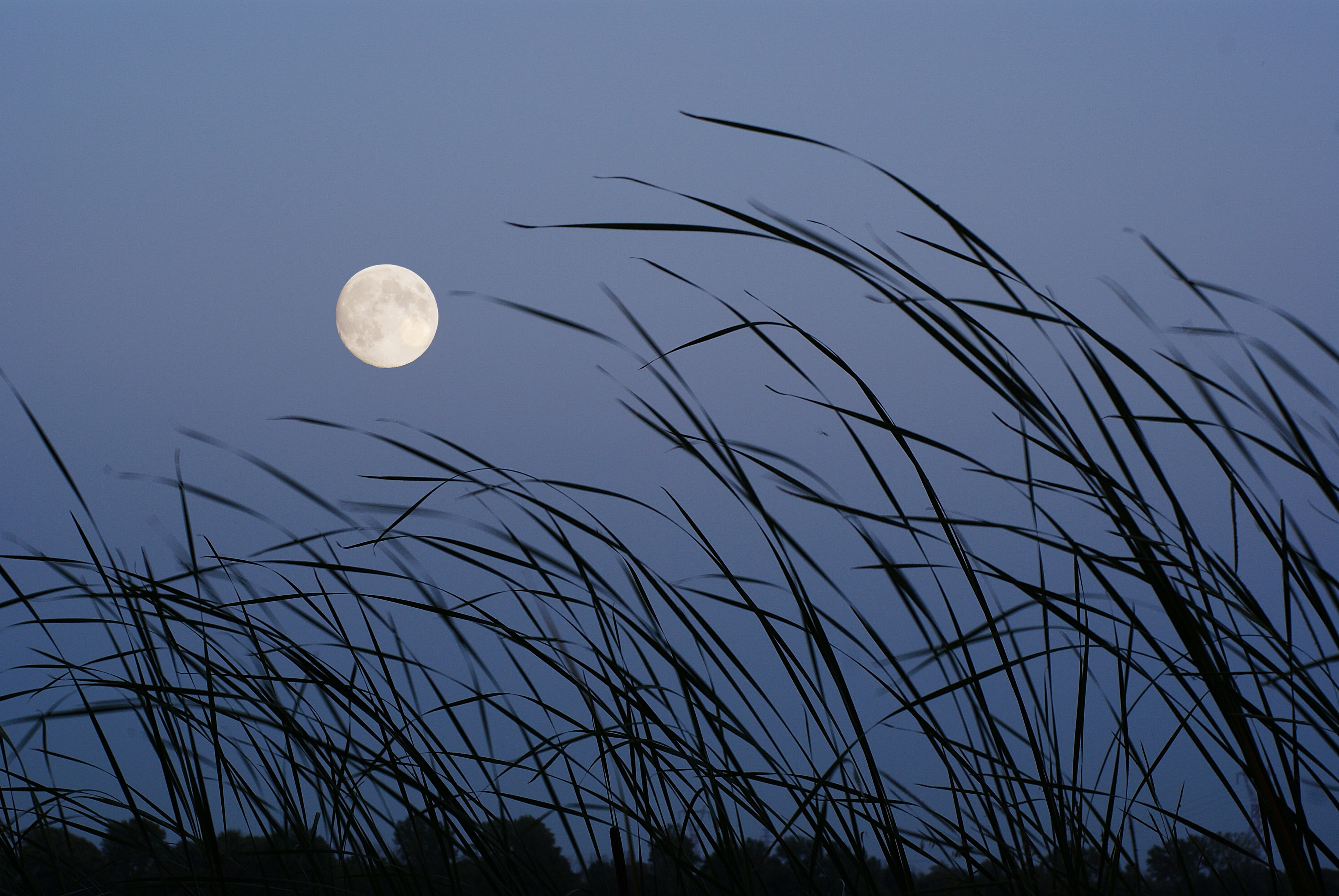 low angle, photography, landscape, full Moon, night, 4K, sky, moon, grasses, full, moonlight, montreal, low, beach, green, angle, nature, sony  a230, HD Wallpaper