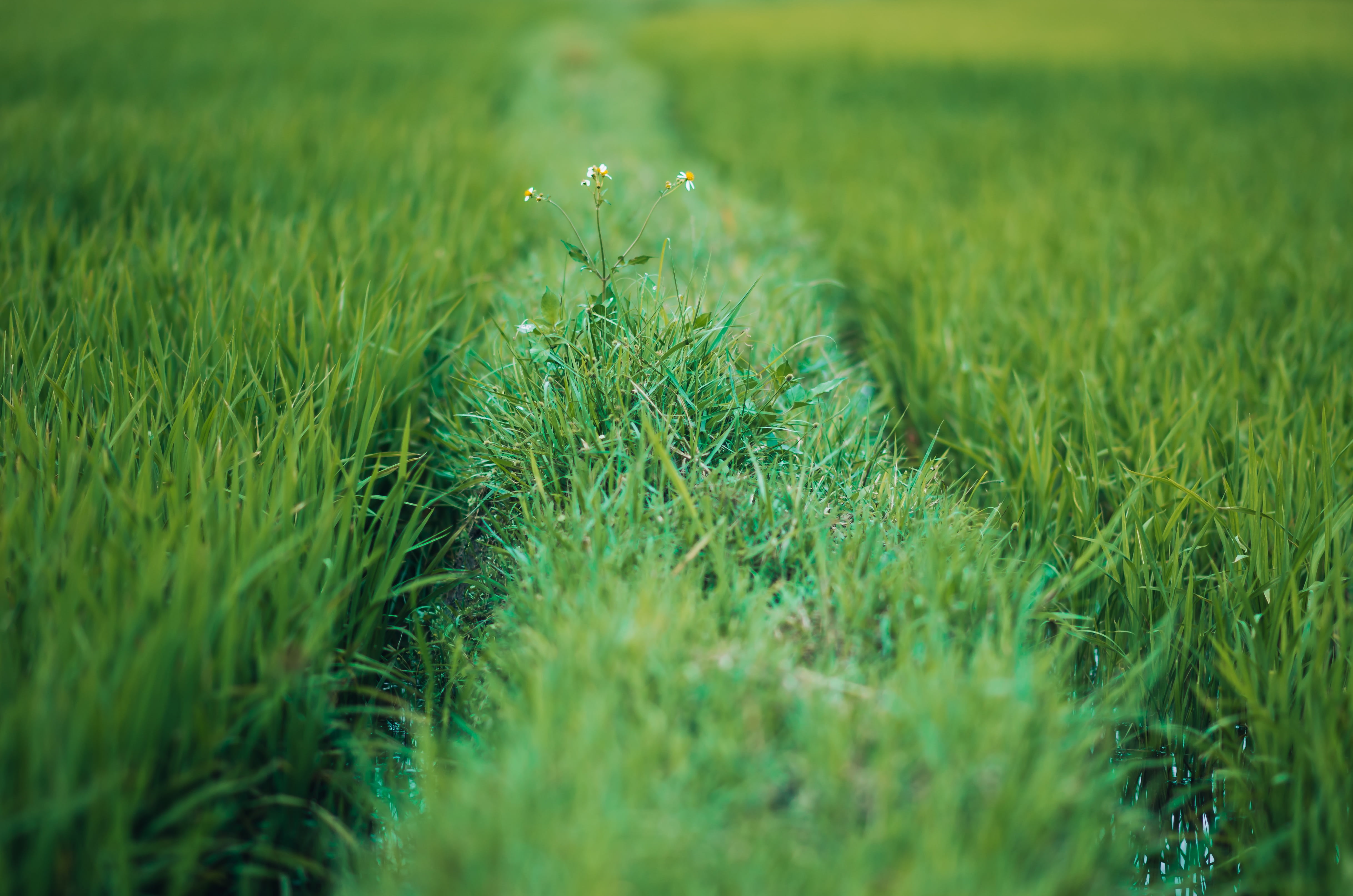 neck, landscape, cereal plant, growth, close-up, grass, flower bracelet details, selective focus, natural, scenery, land, knife, quang ninh, agriculture, HD Wallpaper