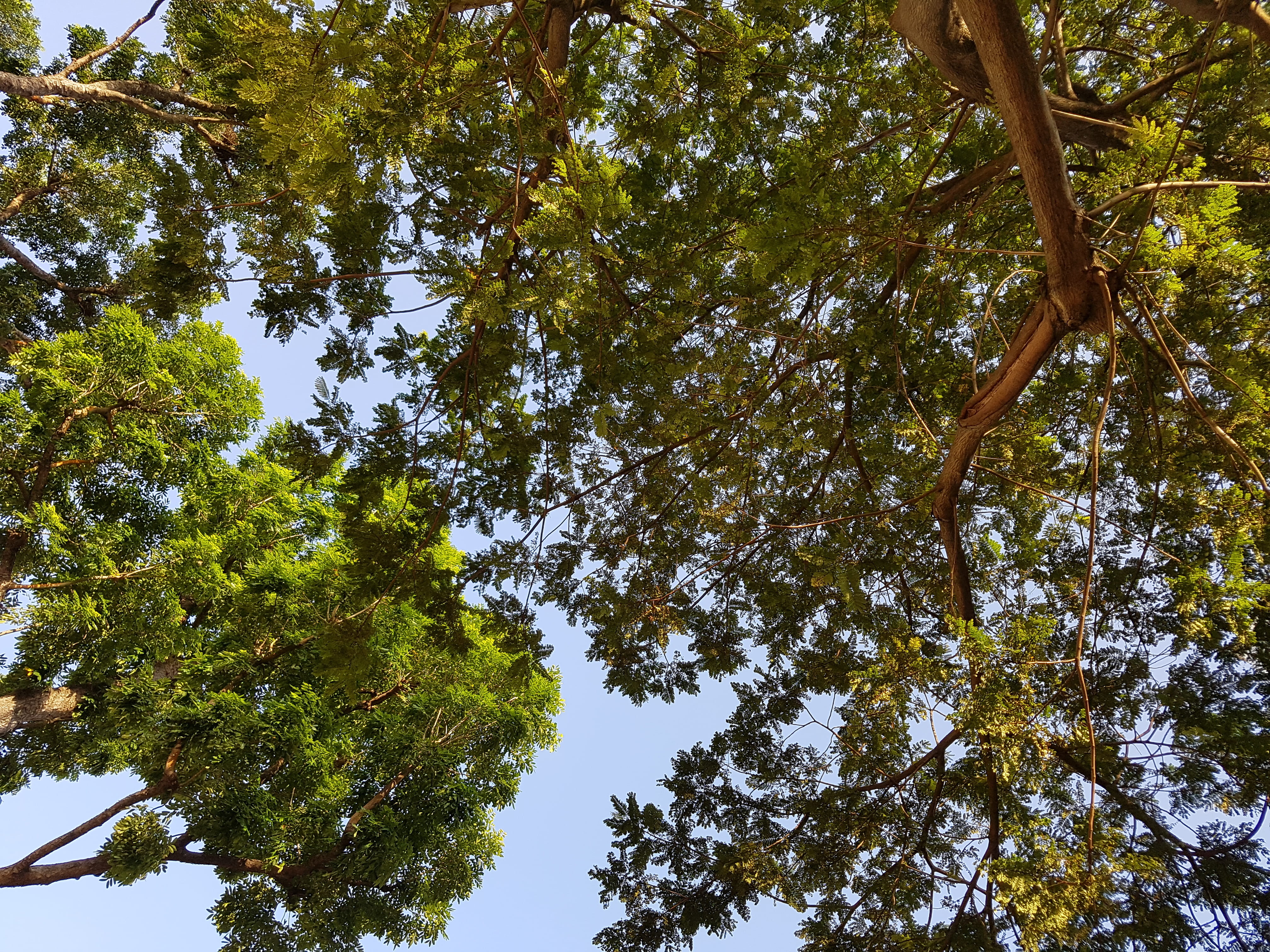tranquility, growth, tree trunk, tree canopy, branch, block 307 hdb serangoon, leaf, plant, beauty in nature, no people, high, trees, 4K, directly below, HD Wallpaper