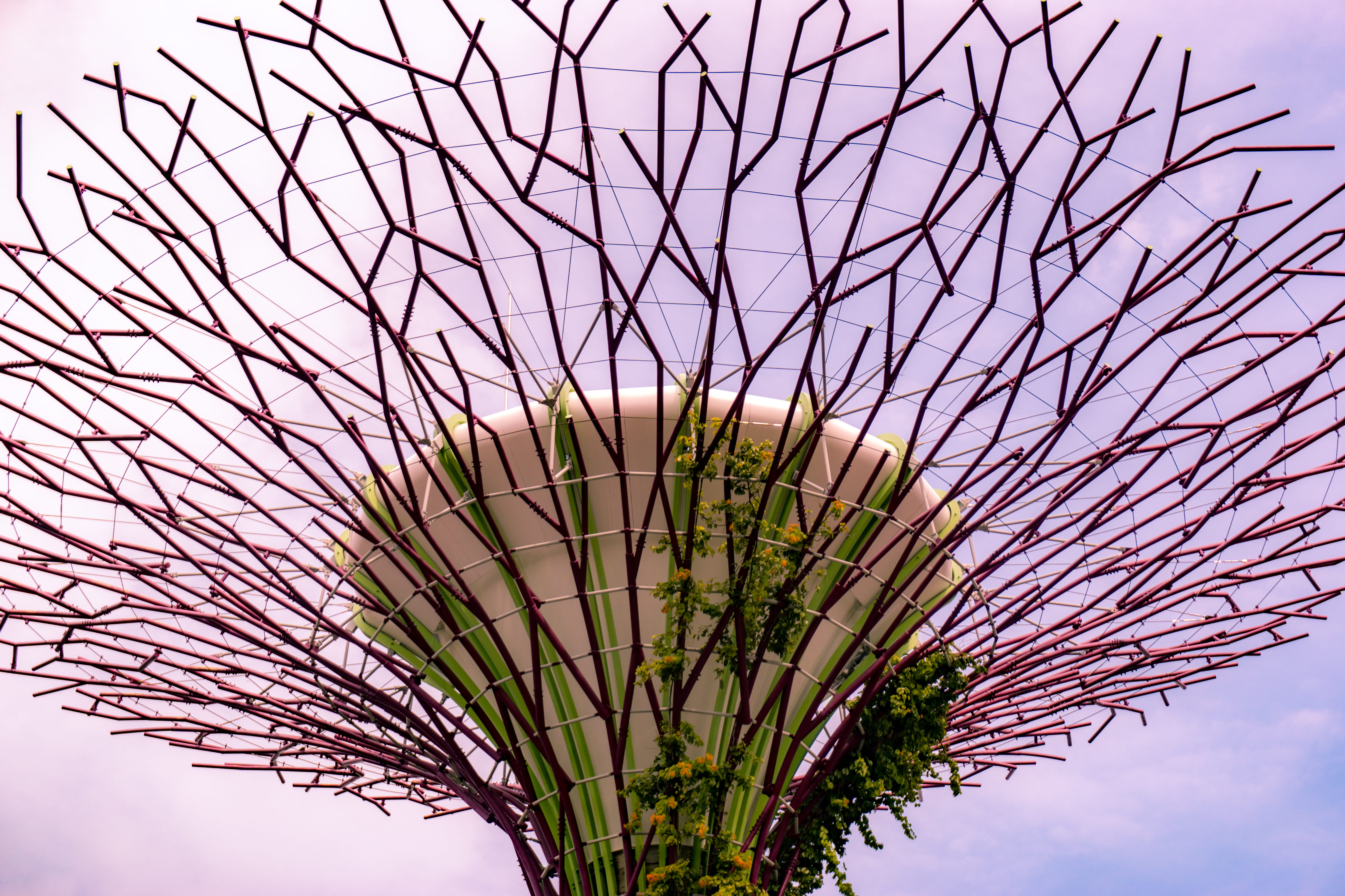 plants, palm leaf, bare tree, beauty in nature, building, tranquility, close-up, branch, flower, outdoors, focus on foreground, day, growth, pink color, HD Wallpaper